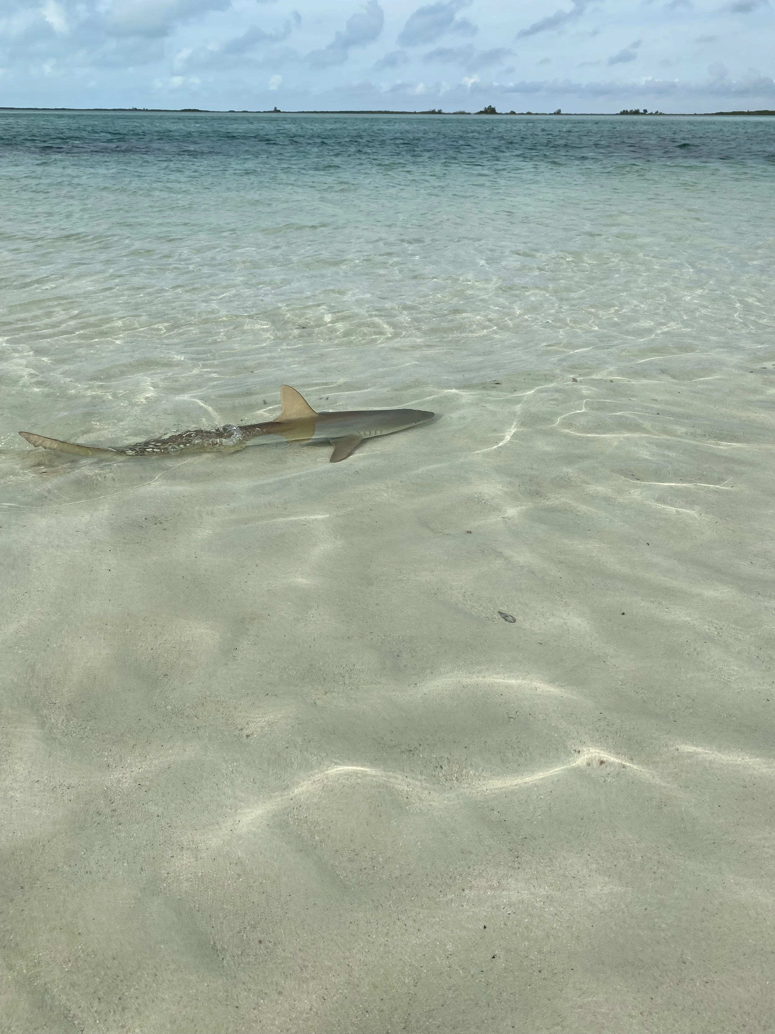 Saving the Blue - 501 c 3 - Nonprofit - Sharks - Shark - Shark Tag - Shark Tagging - Marine Biology - Shark Research - Bahamas - Florida - Shark Researcher - Beach Clean - Shark Nonprofit - Help Sharks - Save Sharks - Hammerhead - Sawfish - Tiger