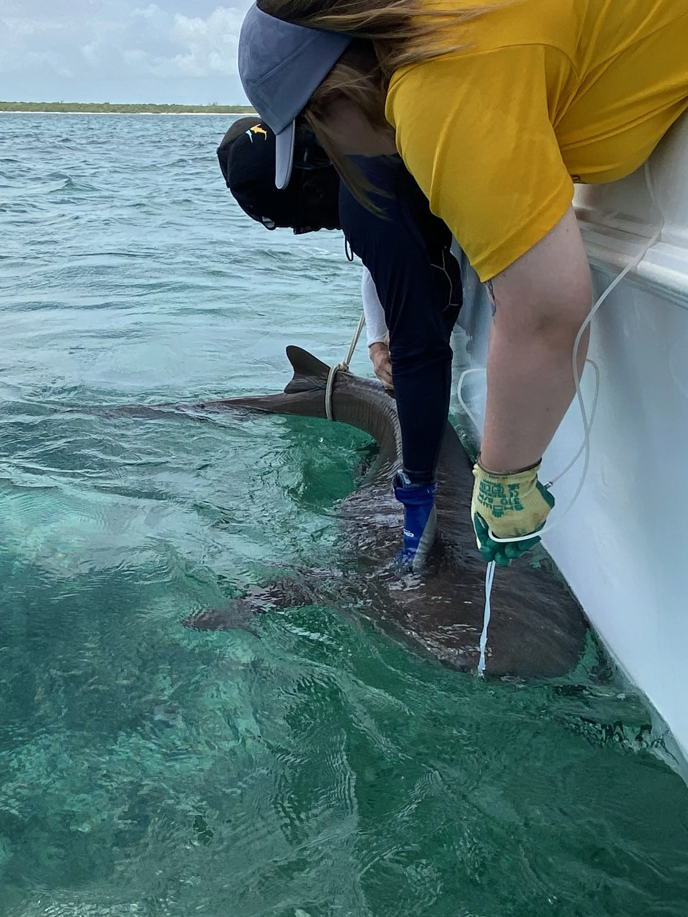 Nurse Shark Adoption