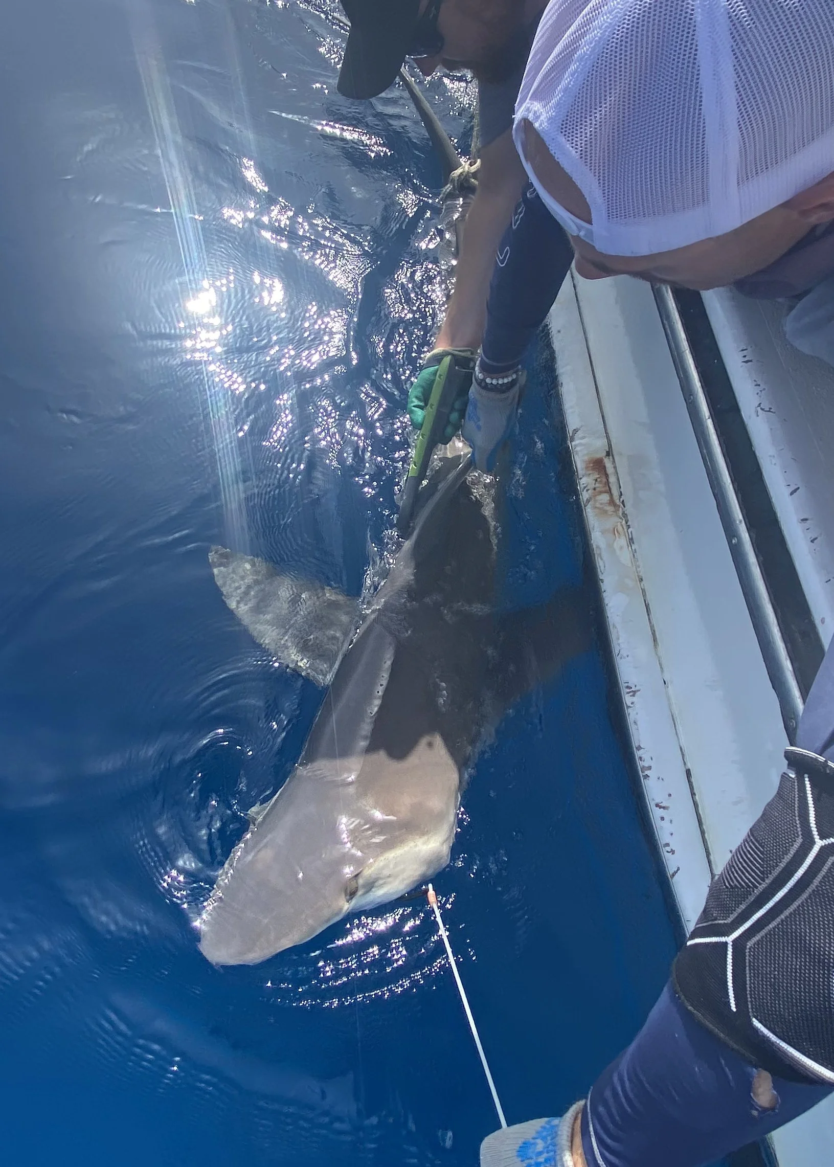 Sandbar Shark Adoption