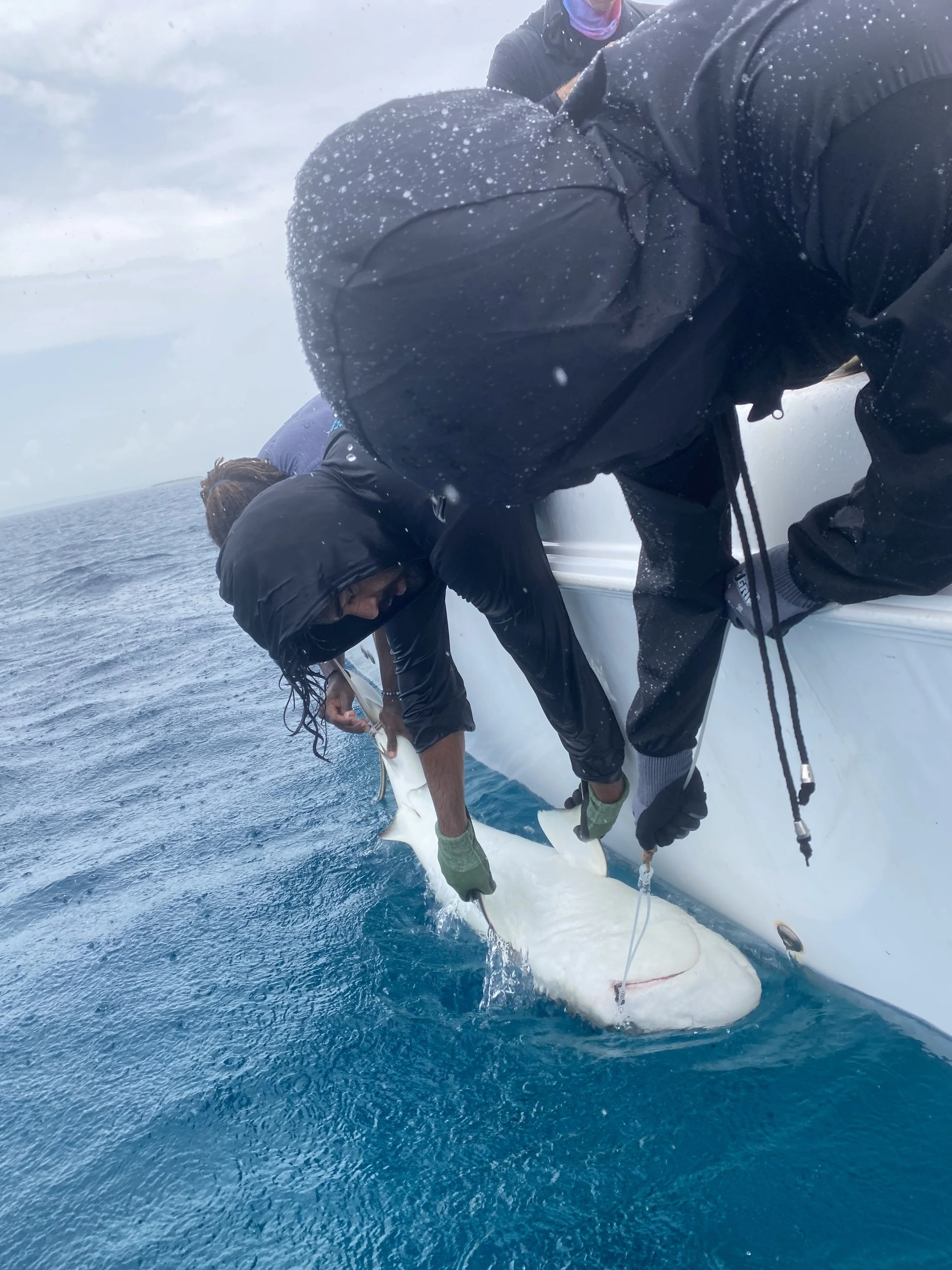 Saving the Blue - 501 c 3 - Nonprofit - Sharks - Shark - Shark Tag - Shark Tagging - Marine Biology - Shark Research - Bahamas - Florida - Shark Researcher - Beach Clean - Shark Nonprofit - Help Sharks - Save Sharks - Hammerhead - Sawfish - Tiger