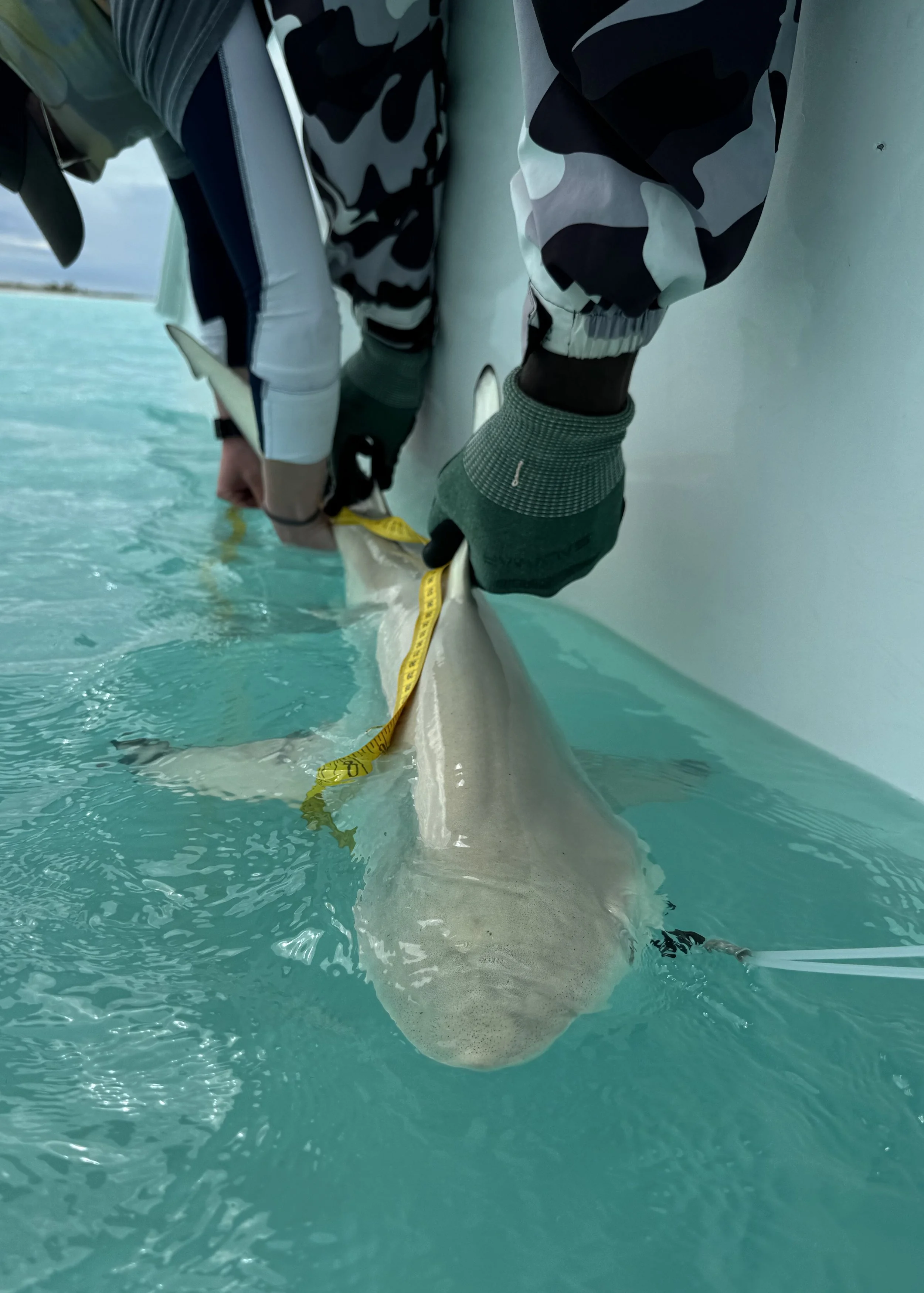 Blacktip Shark - Female 120cm