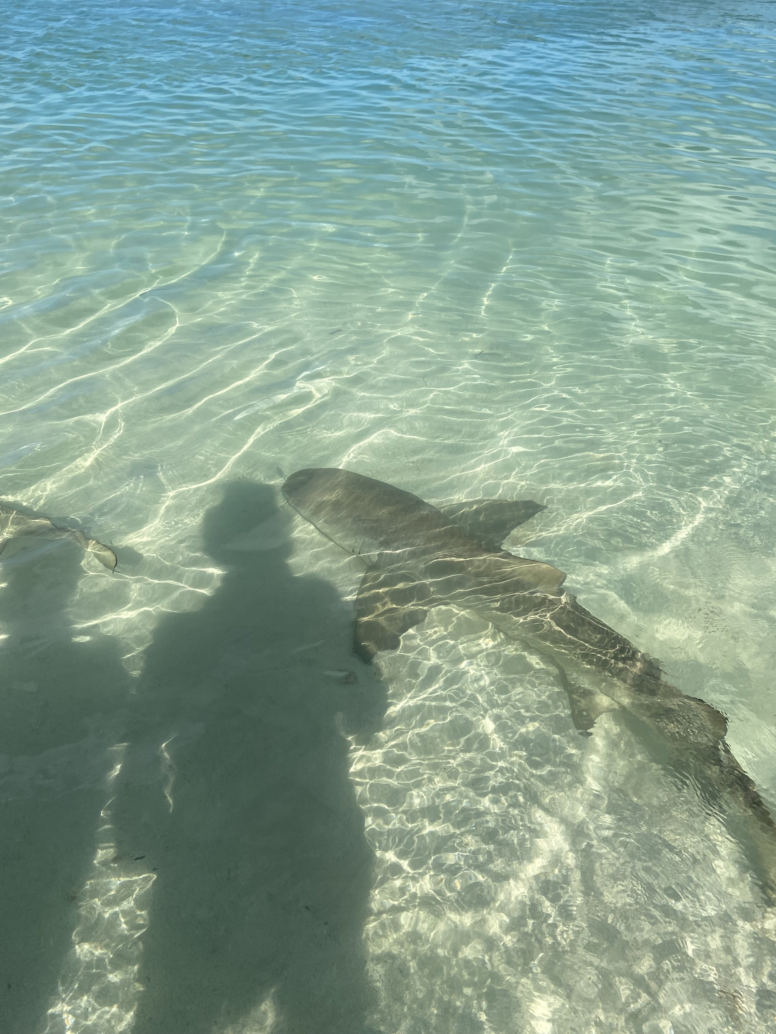 Saving the Blue - 501 c 3 - Nonprofit - Sharks - Shark - Shark Tag - Shark Tagging - Marine Biology - Shark Research - Bahamas - Florida - Shark Researcher - Beach Clean - Shark Nonprofit - Help Sharks - Save Sharks - Hammerhead - Sawfish - Tiger