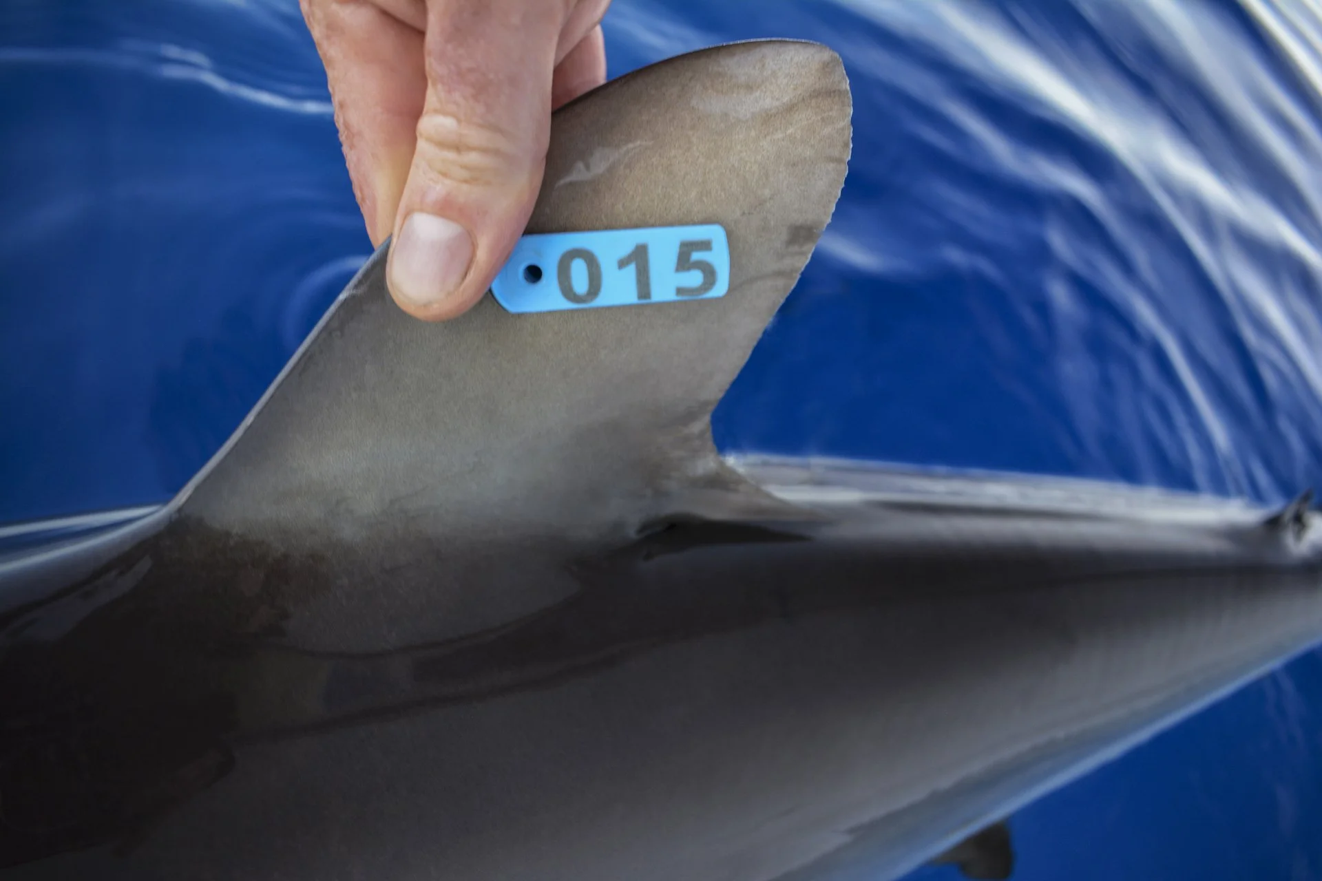 Shark Tags ??? Saving the Blue