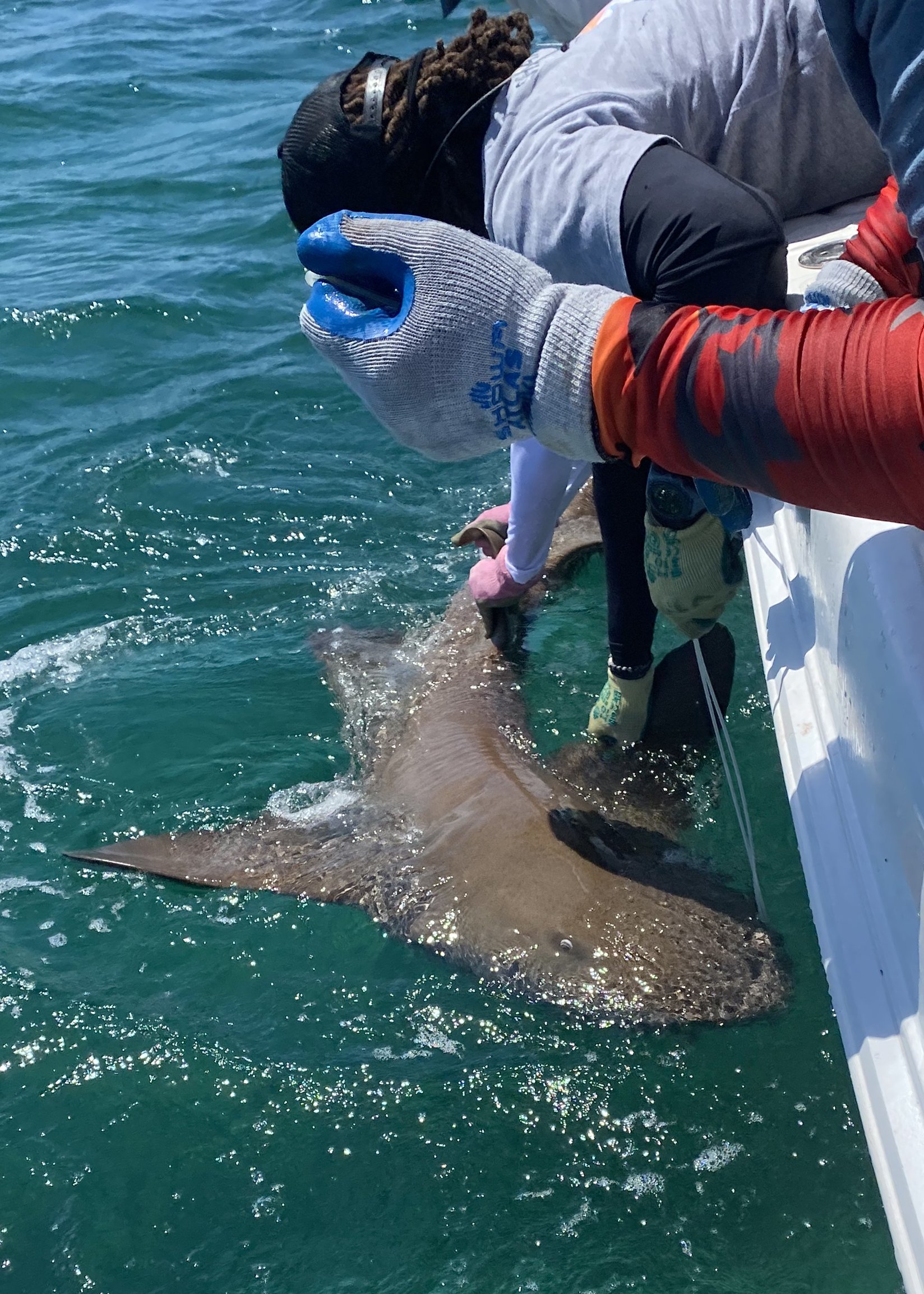 Nurse Shark Adoption