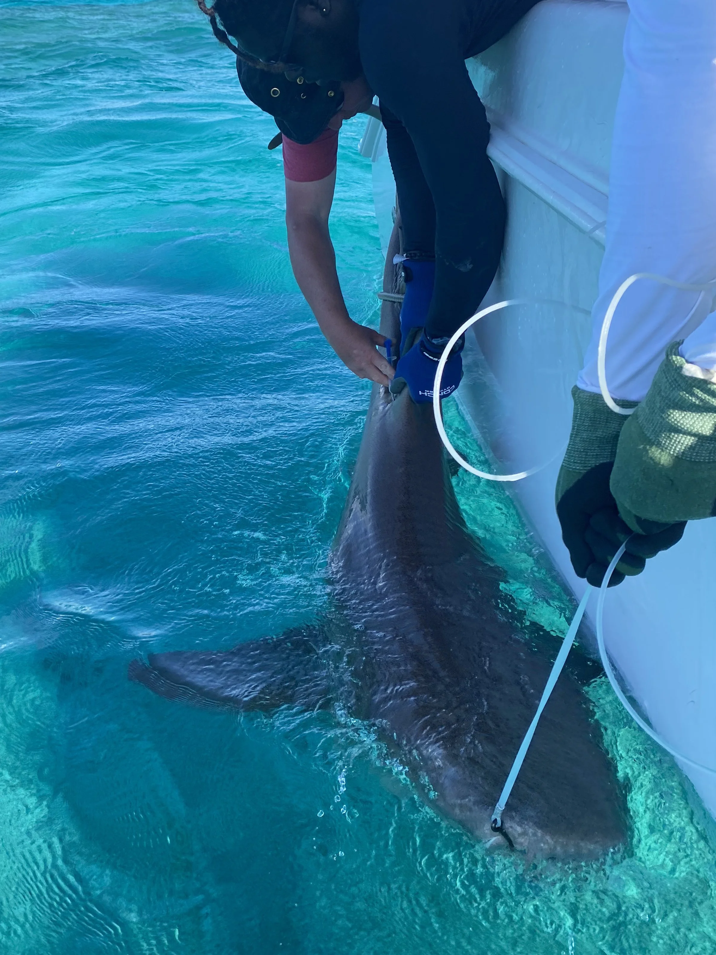 Nurse Shark Adoption