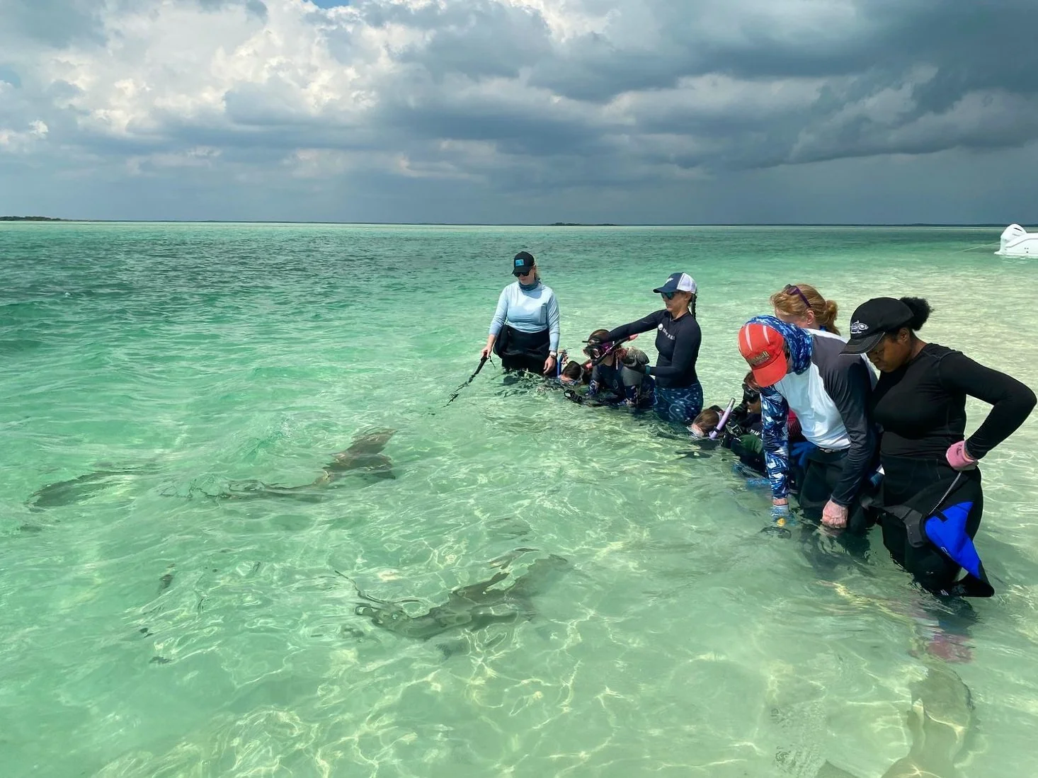 Saving the Blue - 501 c 3 - Not for Profit - The Bahamas - Andros - Marine Biology - Shark Research - Equality - Sponsorship - BAMSI - The Bahamas Agriculture and Marine Science - University of the Bahamas - Shark Tagging