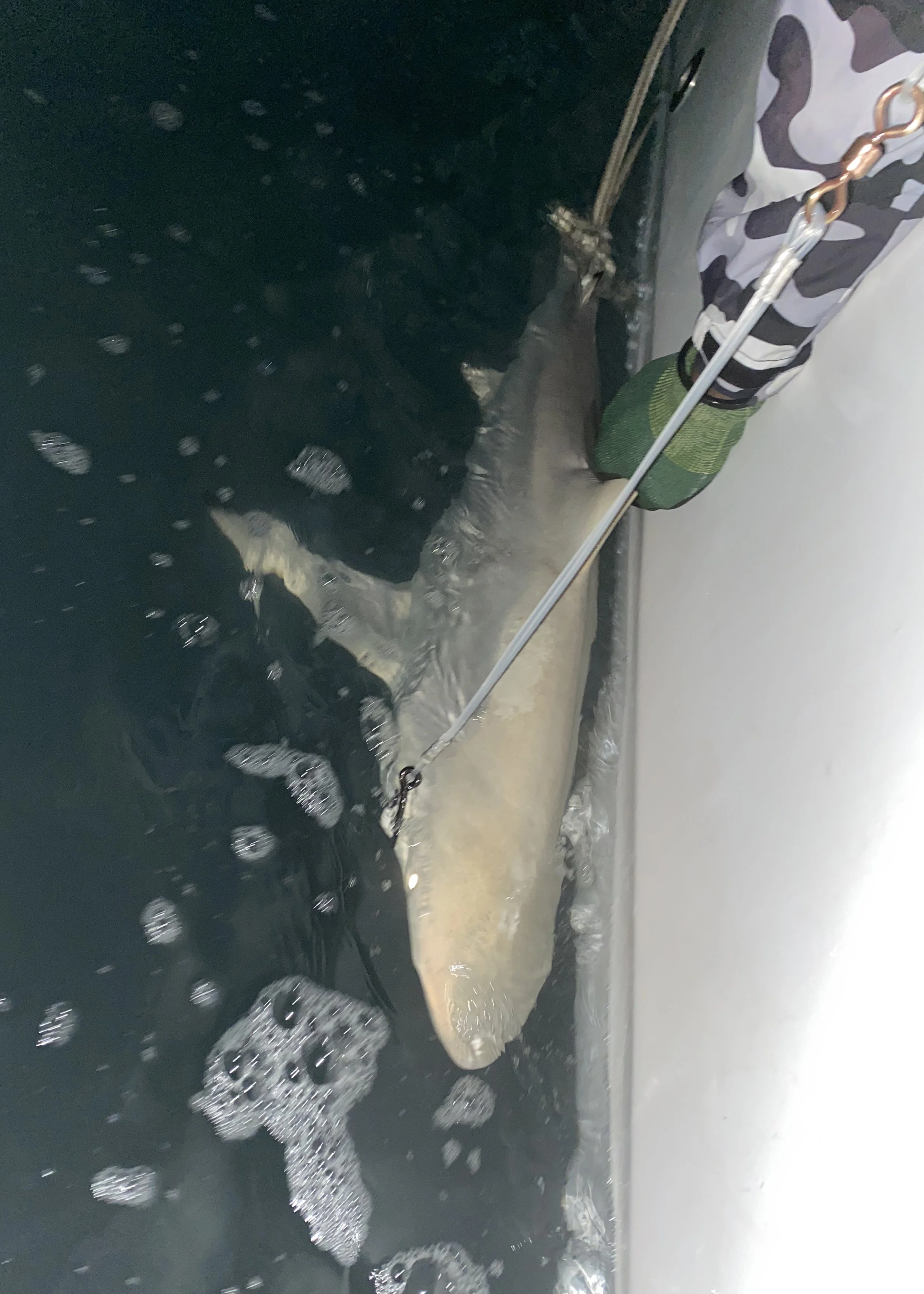 Blacktip Shark Adoption