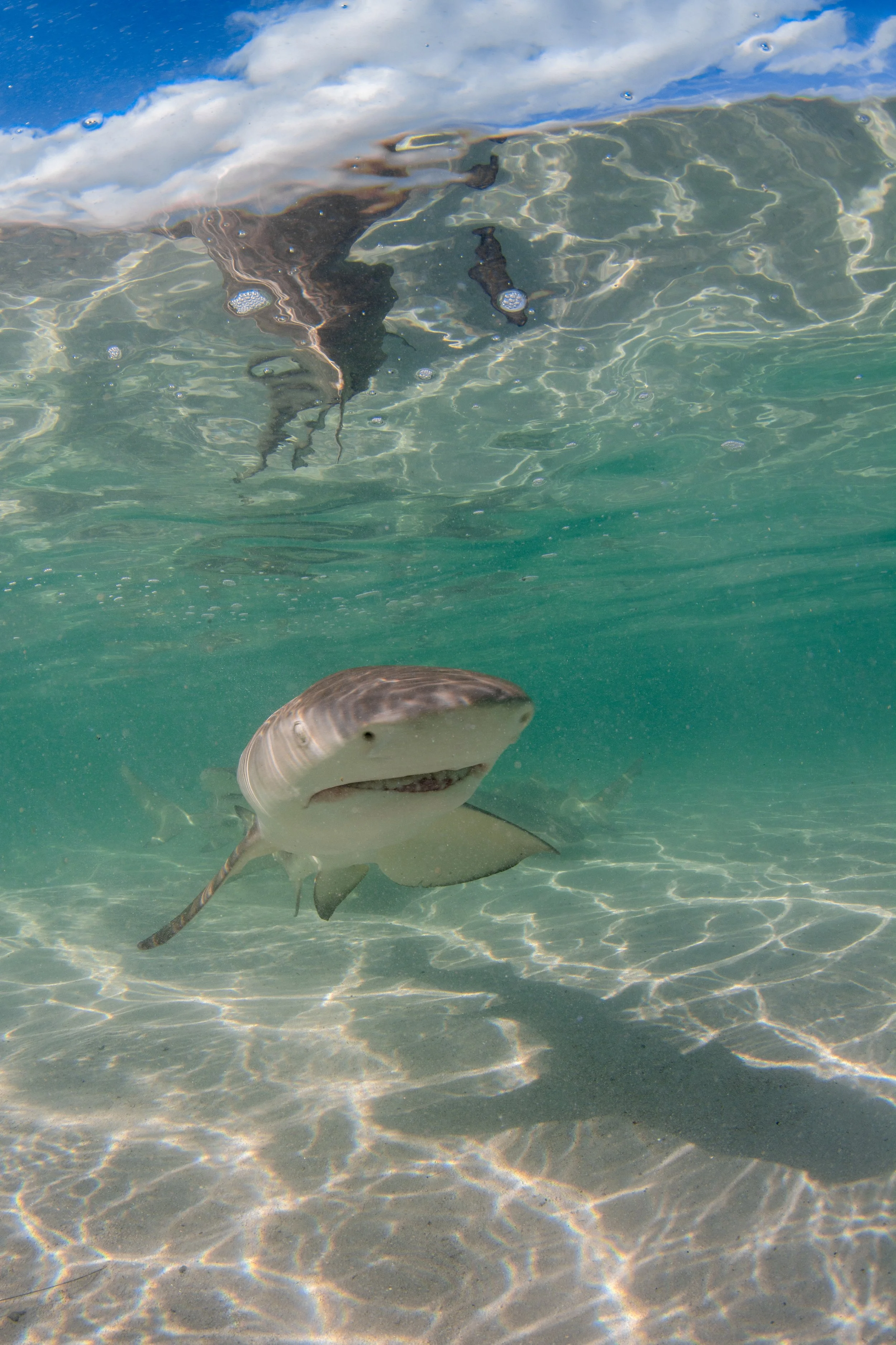 Saving the Blue - 501 c 3 - Nonprofit - Not for Profit - Sharks - Shark - Shark Tag - Shark Tagging - Marine Biology - Marine Bio - Shark Research - Andros - Bahamas - Florida - Shark Researcher - Lemon Shark -  Gabby Lozada