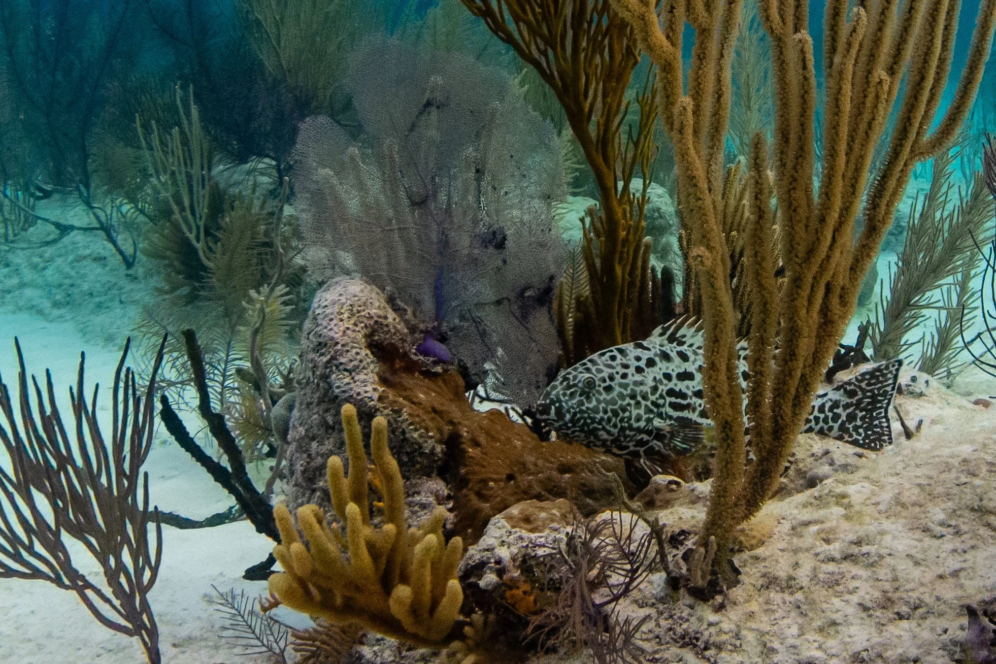 Saving the Blue - 501 c 3 - Nonprofit - Not for Profit - Sharks - Shark - Shark Tag - Shark Tagging - Marine Biology - Marine Bio - Shark Research - Andros - Bahamas - Florida - Shark Researcher - Caribbean Reef Shark -  Gabby Lozada