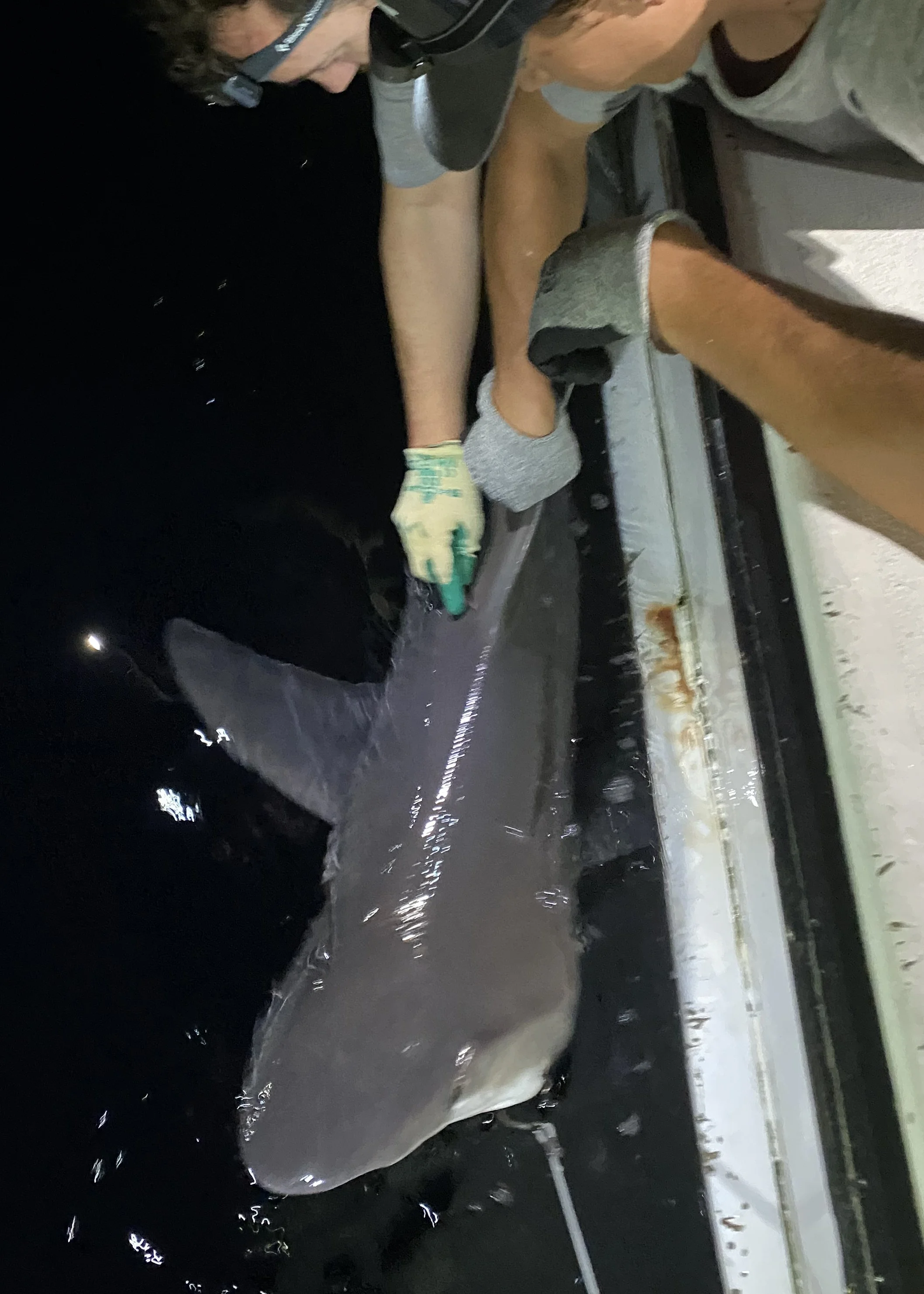 Sandbar Shark Adoption