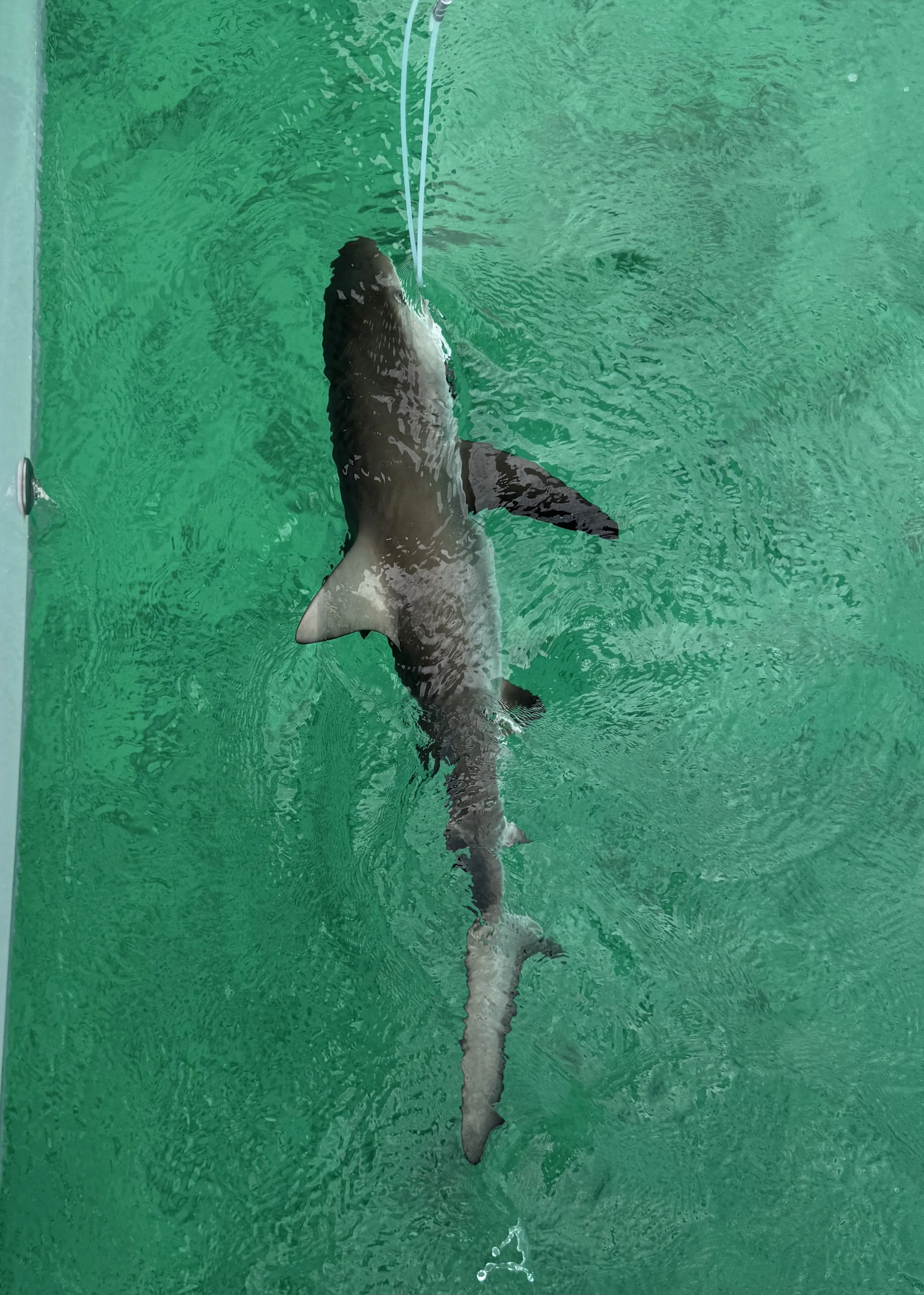 Reef Shark Adoption