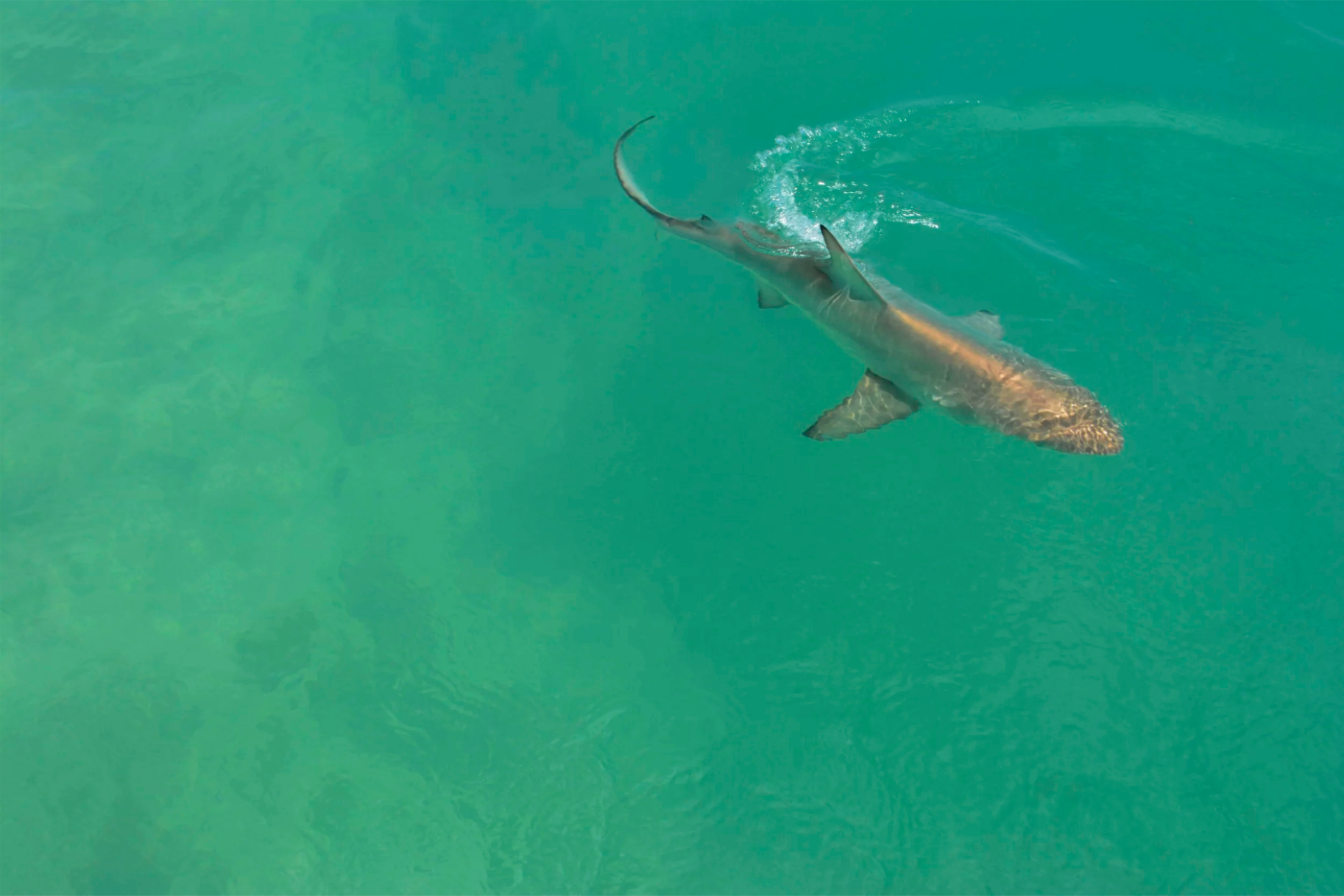 Screenshot 2026-01-21 at 4.46.03 PM.png