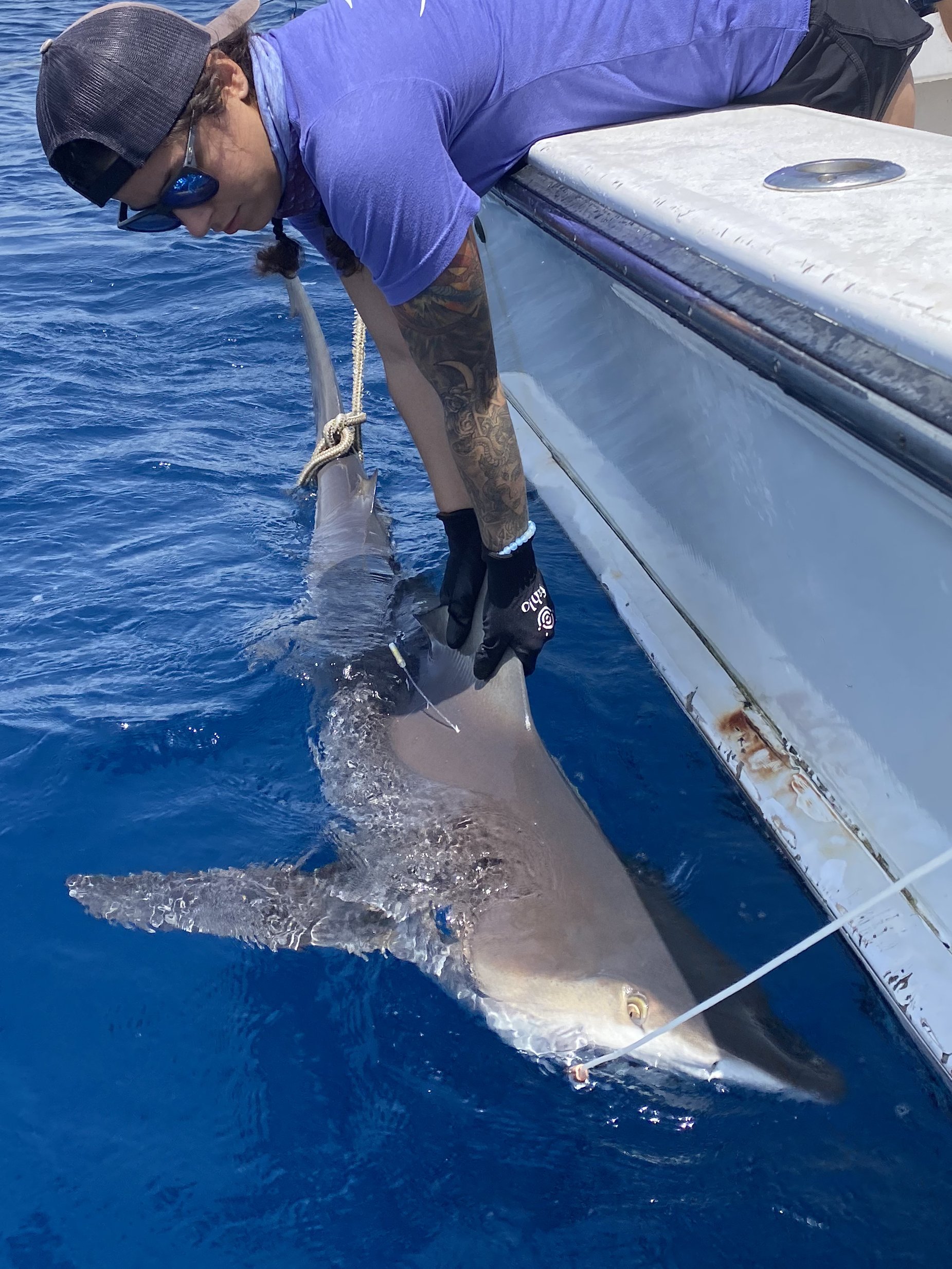 Sandbar Shark Adoption