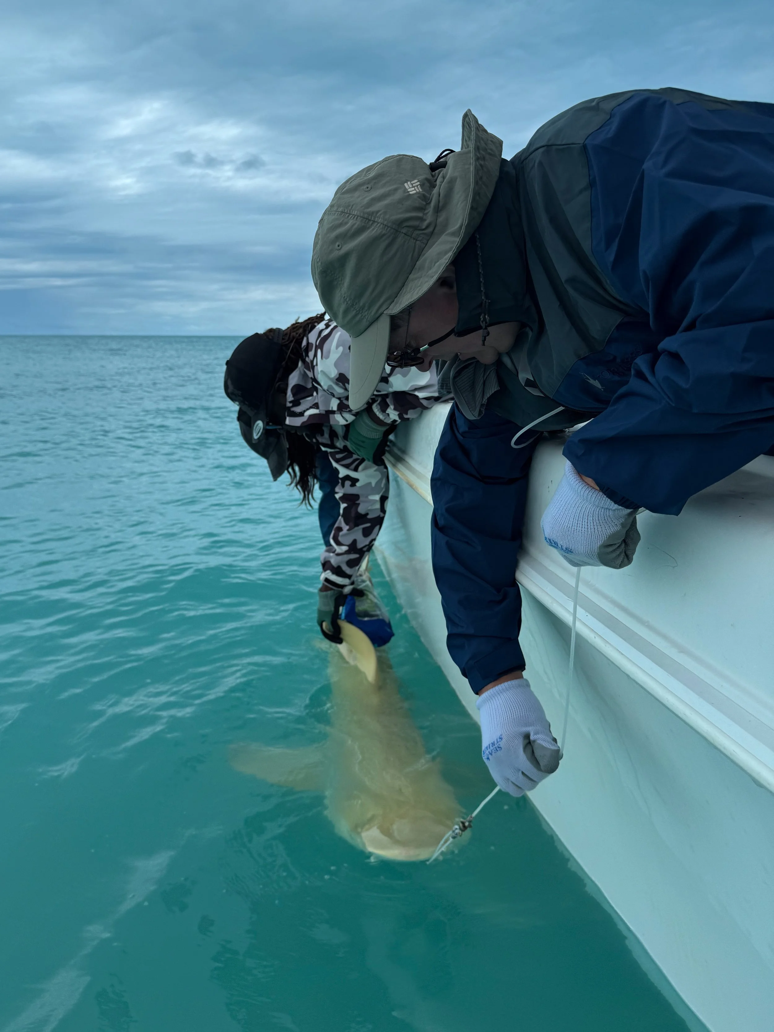Saving the Blue - 501 c 3 - Nonprofit - Sharks - Shark - Shark Tag - Shark Tagging - Marine Biology - Shark Research - Bahamas - Florida - Shark Researcher - Gabby Lozada - Shark Nonprofit - Help Sharks - Save Sharks - Hammerhead - Sawfish - Tiger