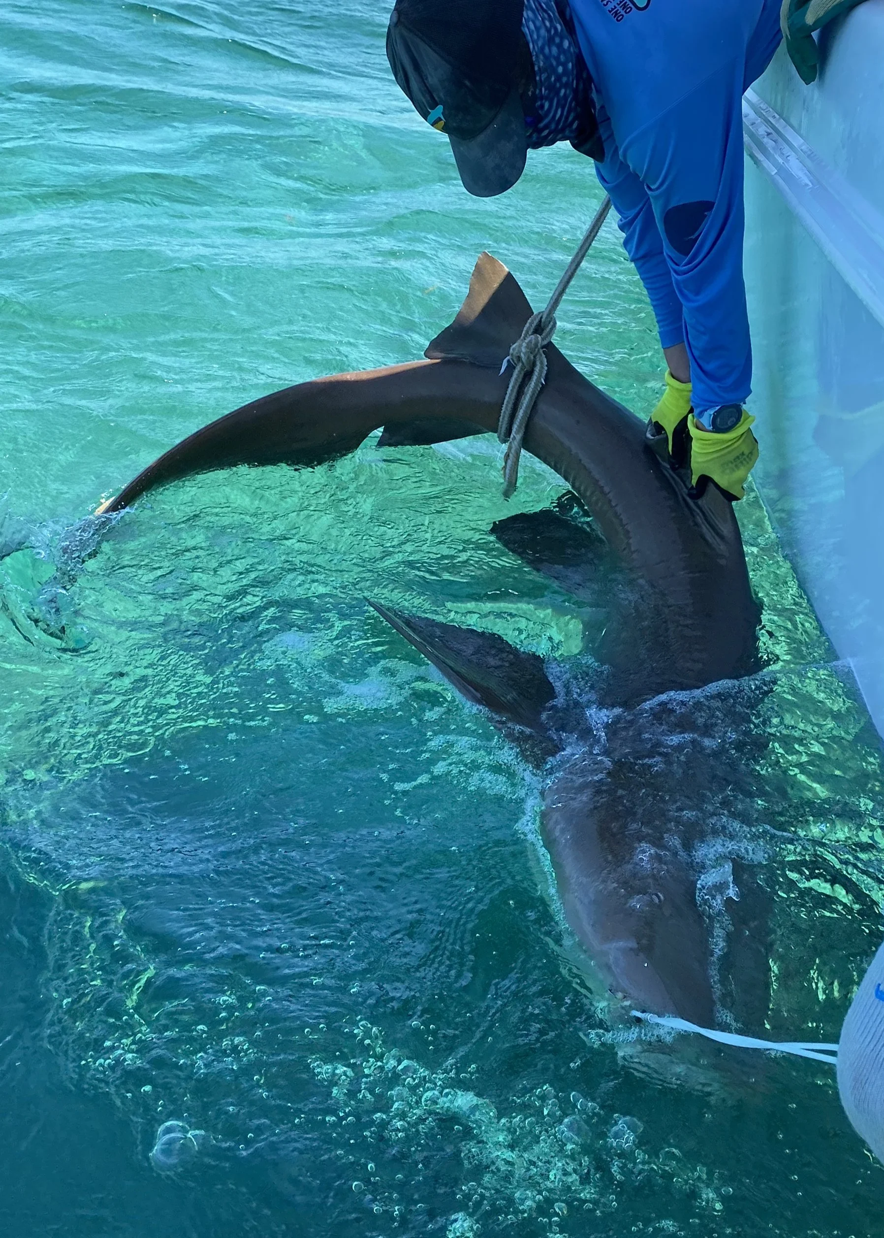 Nurse Shark Adoption