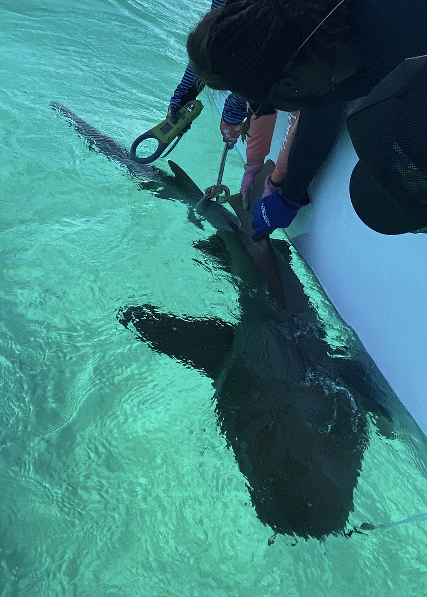 Nurse Shark Adoption