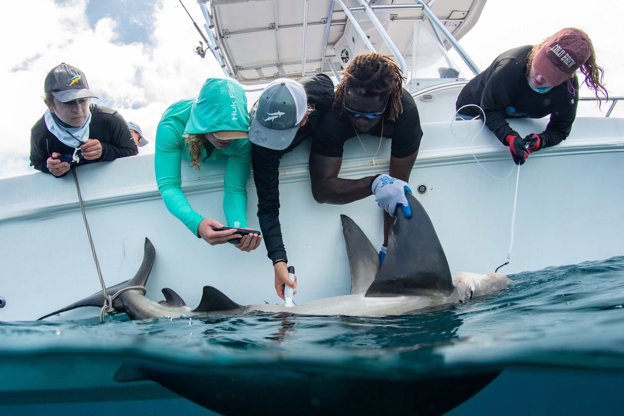 Saving the Blue - 501 c 3 - Nonprofit - Sharks - Shark - Shark Tag - Shark Tagging - Marine Biology - Shark Research - Bahamas - Florida - Shark Researcher - Gabby Lozada - Shark Nonprofit - Help Sharks - Save Sharks - Hammerhead - Silky - Tiger
