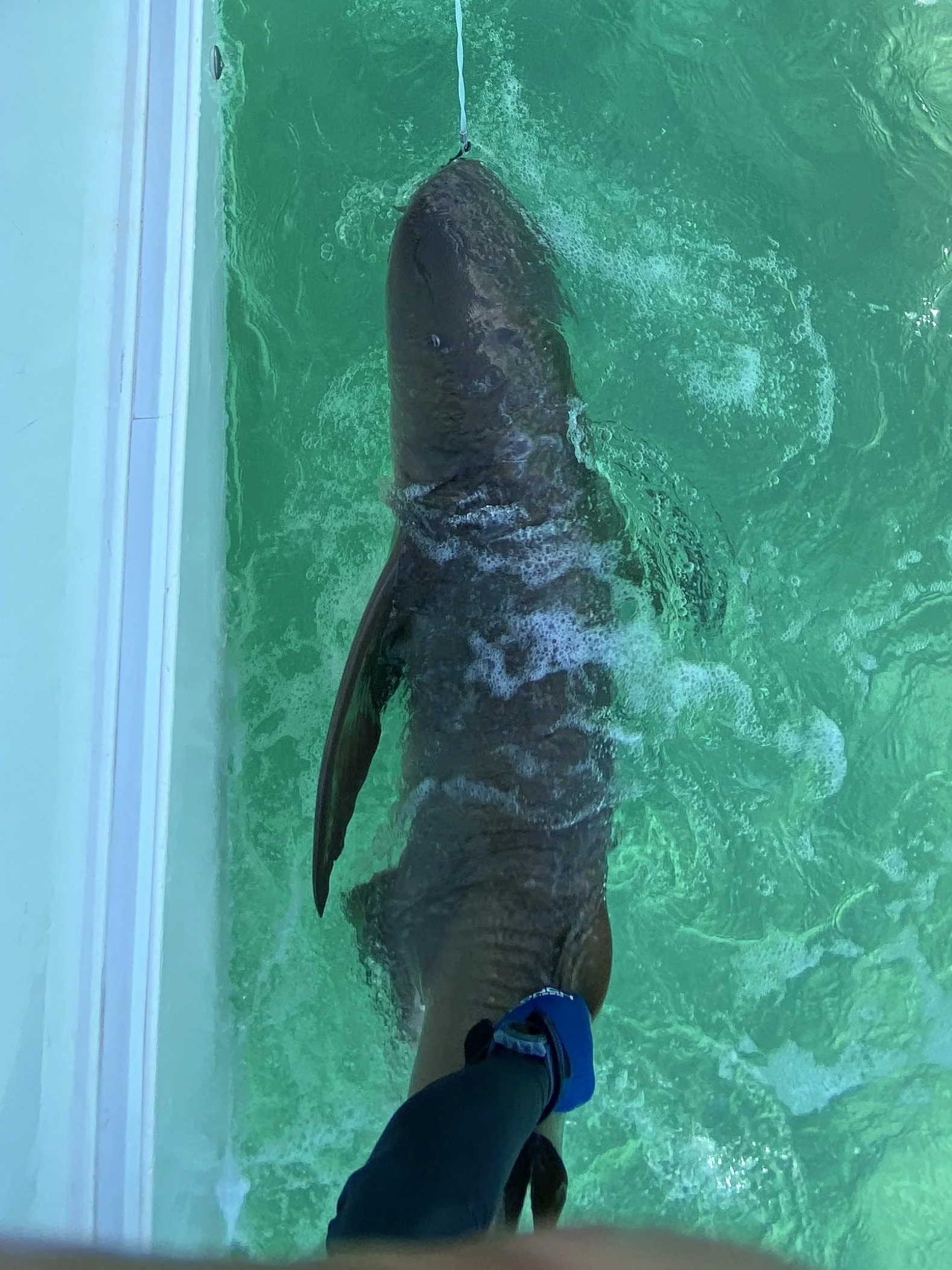 Nurse Shark Adoption