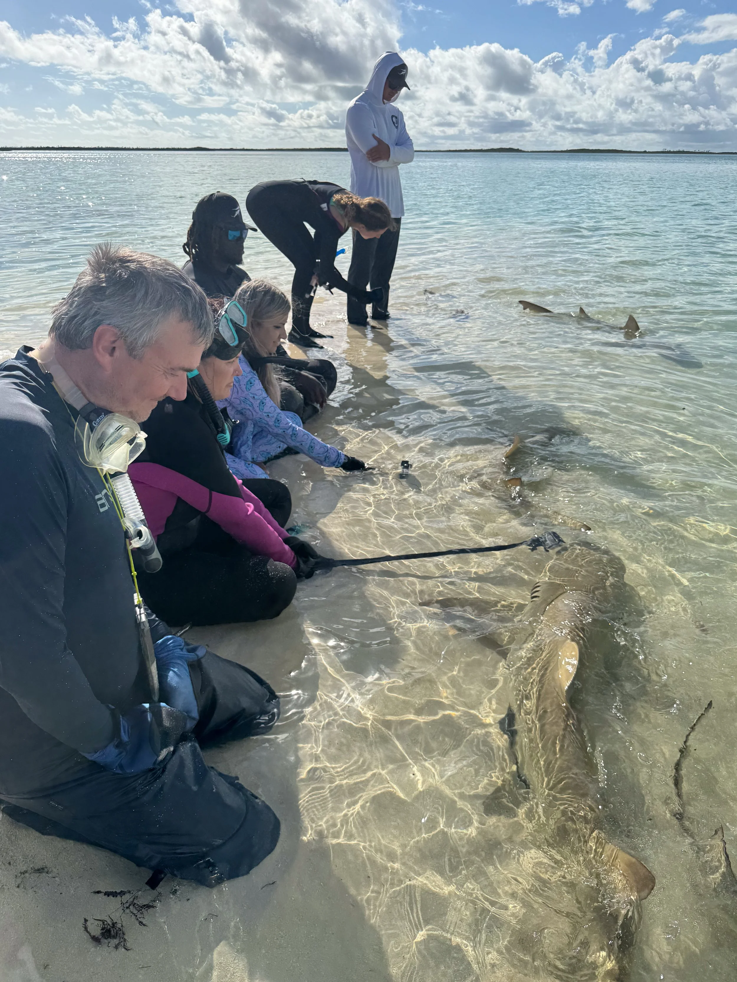 Saving the Blue - 501 c 3 - Nonprofit - Not for Profit - Sharks - Shark - Shark Tag - Shark Tagging - Marine Biology - Marine Bio - Shark Research - Andros - Bahamas - Florida - Shark Researcher - Lemon Shark -  Gabby Lozada