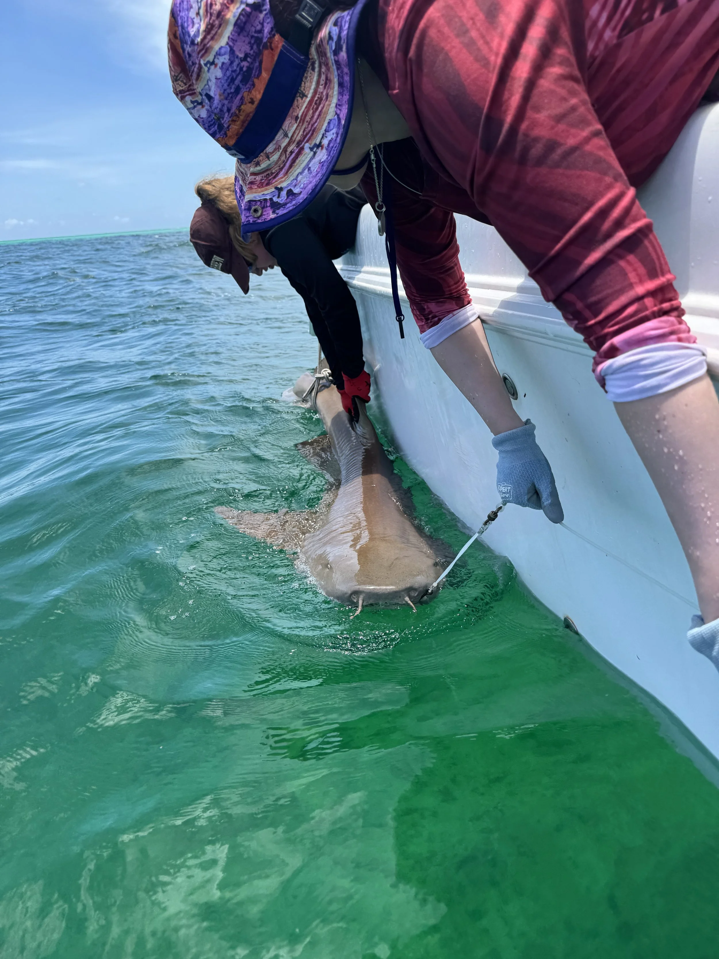 Nurse Shark - Male 230cm