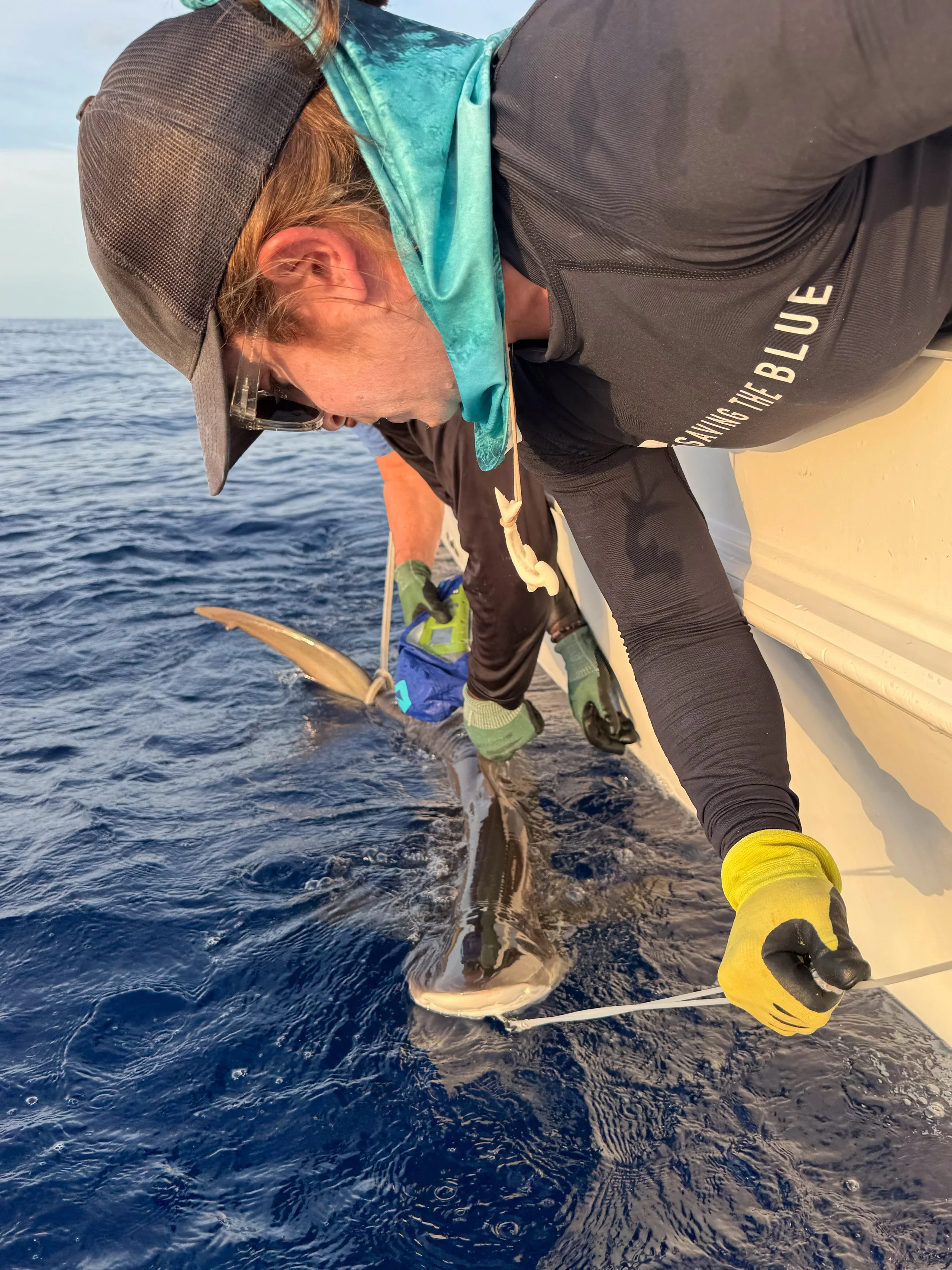 Saving the Blue - 501 c 3 - Nonprofit - Sharks - Shark - Shark Tag - Shark Tagging - Marine Biology - Shark Research - Bahamas - Florida - Shark Researcher - Gabby Lozada - Shark Nonprofit - Help Sharks - Save Sharks - Hammerhead - Silky - Tiger