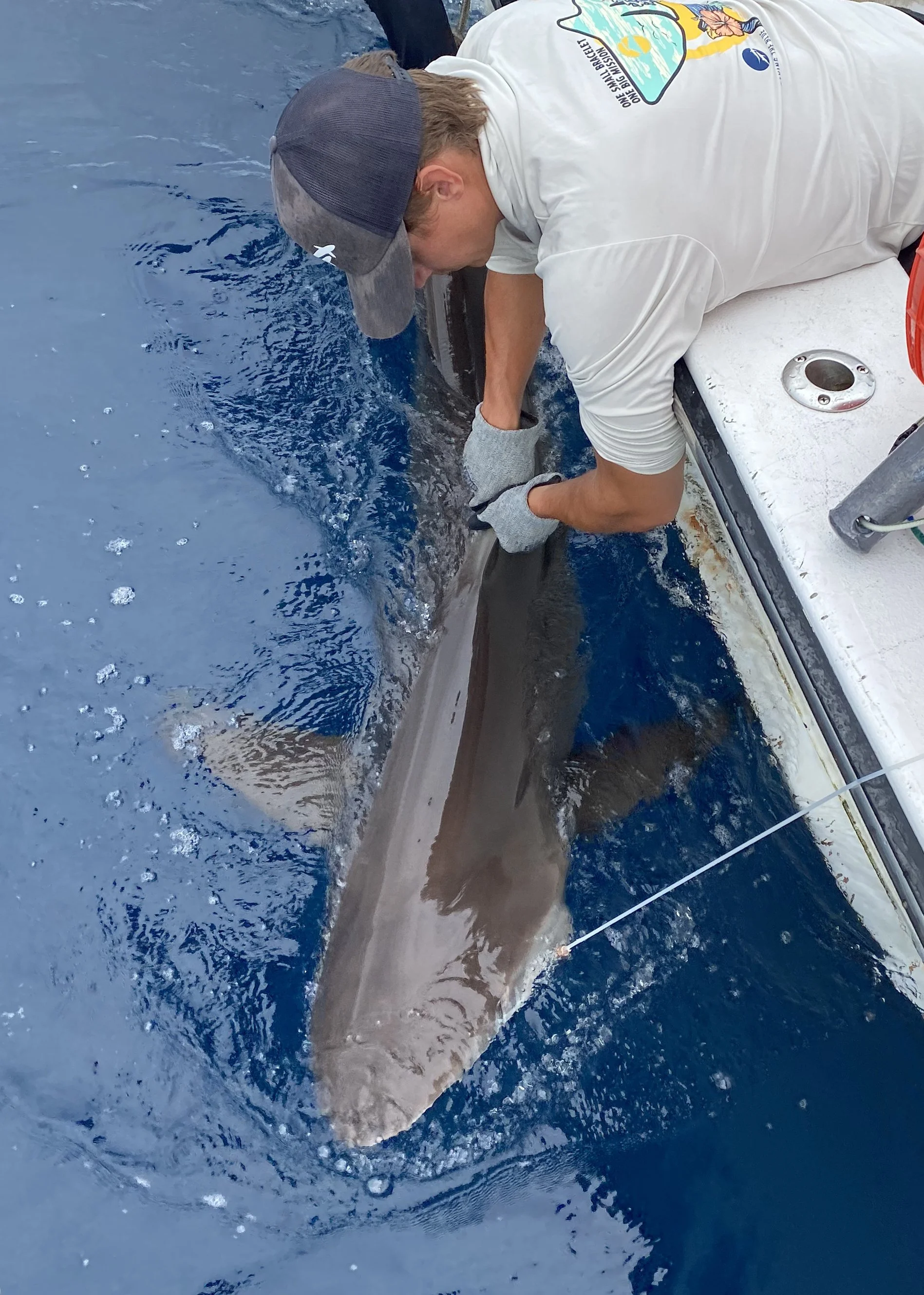 Silky Shark Adoption