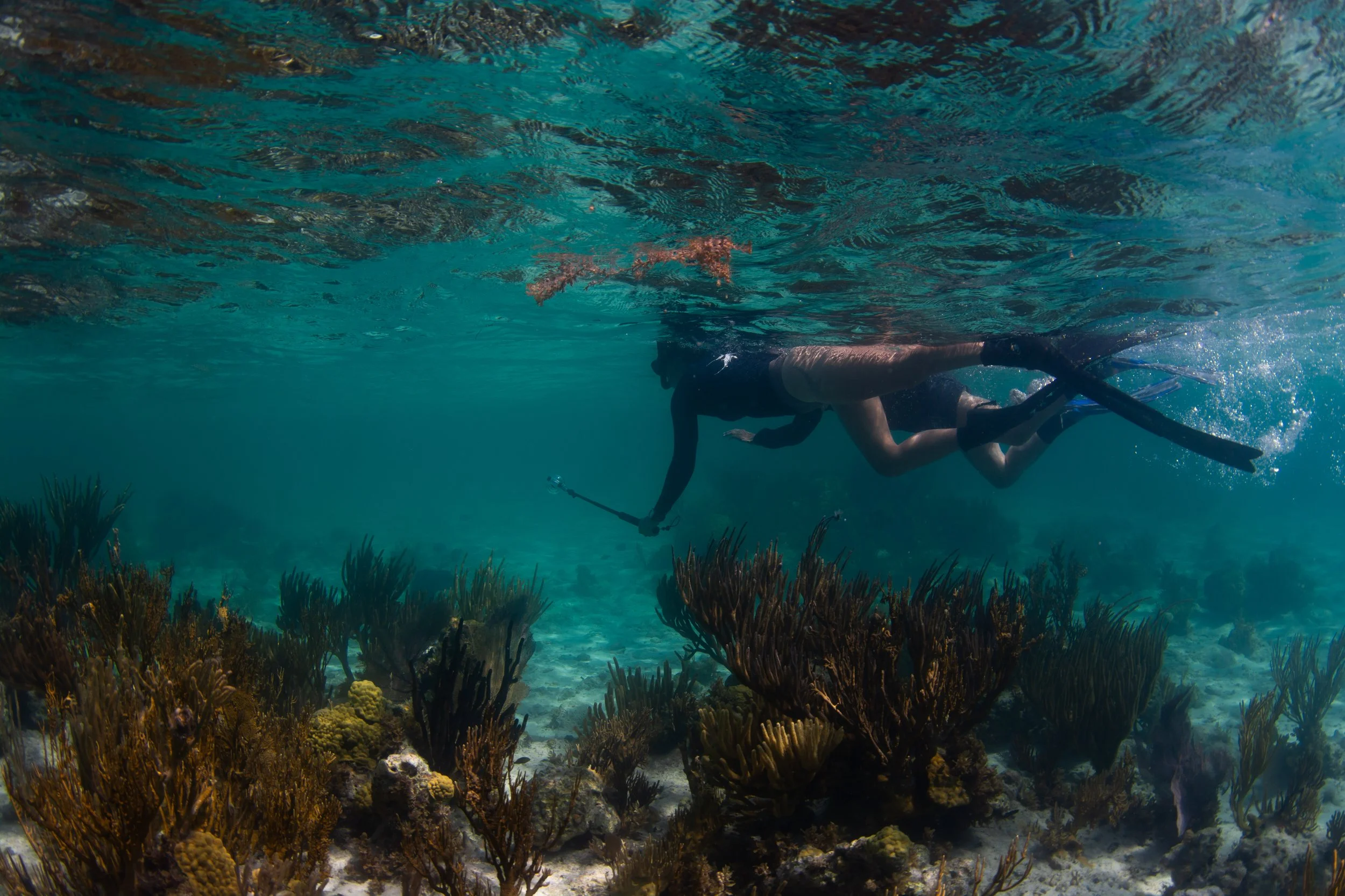Saving the Blue - 501 c 3 - Nonprofit - Sharks - Shark - Shark Tag - Shark Tagging - Marine Biology - Shark Research - Bahamas - Florida - Shark Researcher - Gabby Lozada - Shark Nonprofit - Help Sharks - Save Sharks - Hammerhead - Silky - Tiger