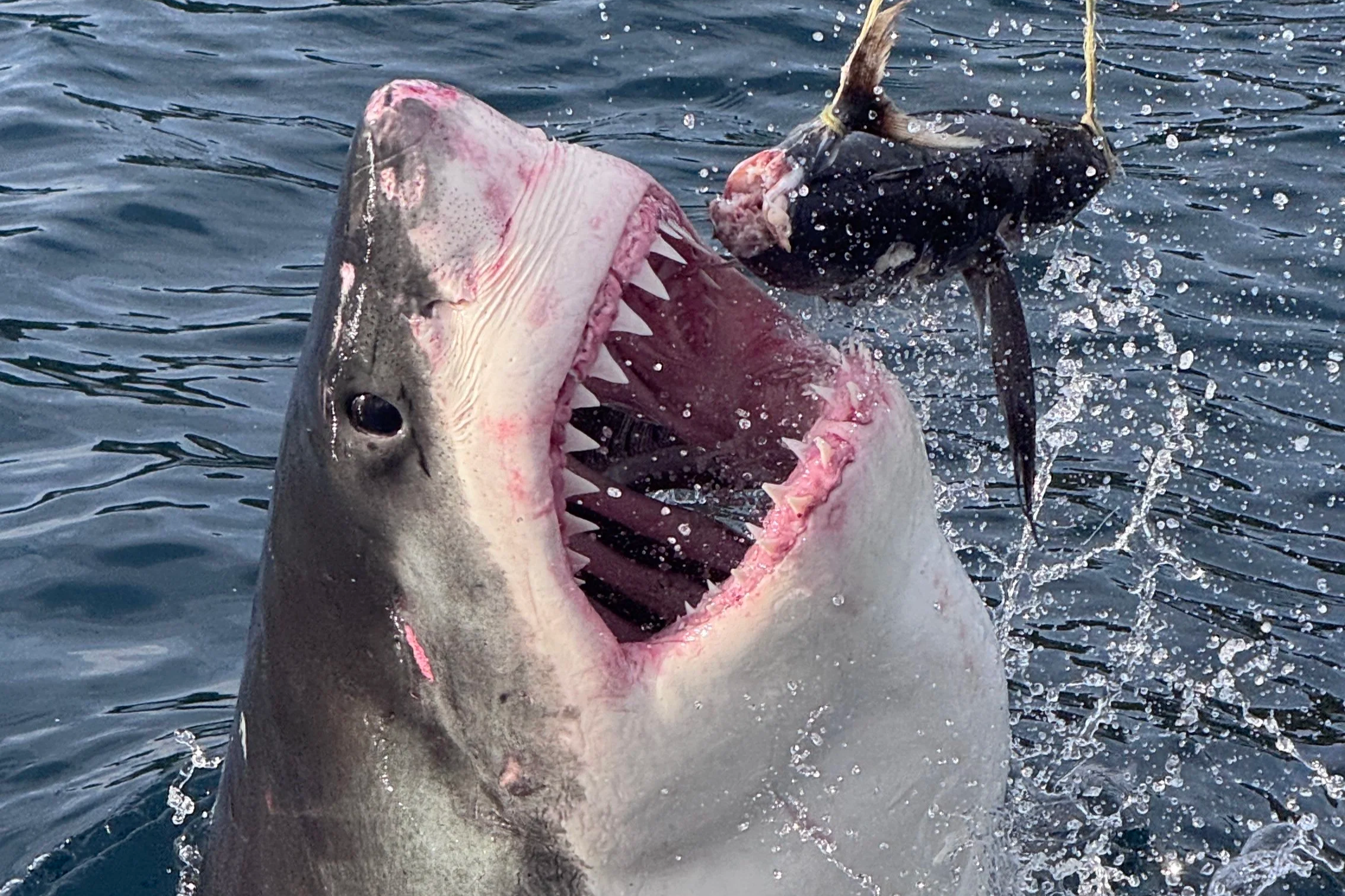 Saving the Blue - Shark Week 2026 - White Shark - Mako - Tristan Guttridge - Sharks - Shark - Shark Clothing - Fish - New Zealand - Shark Week - Red Hair - Woman - Man - Research - House of Sharks - Train a Shark - Diving - SCUBA - Sea - JAWS - Ocean