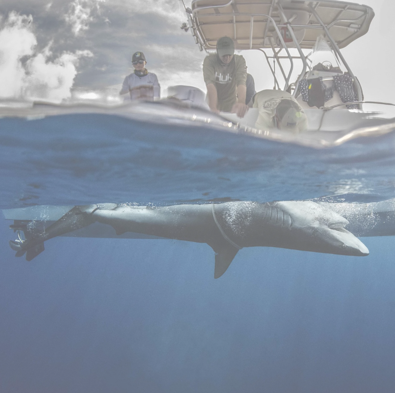 Saving the Blue - Research Trip - Sharks.png