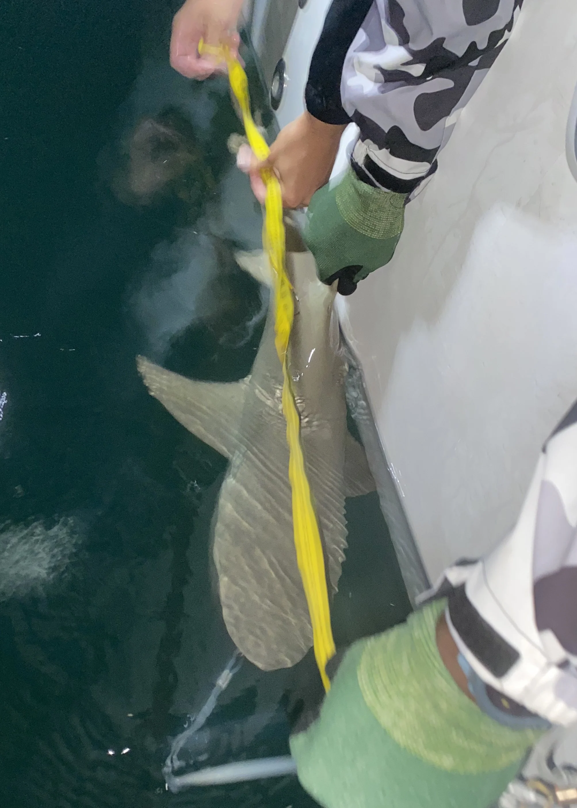 Lemon Shark Adoption