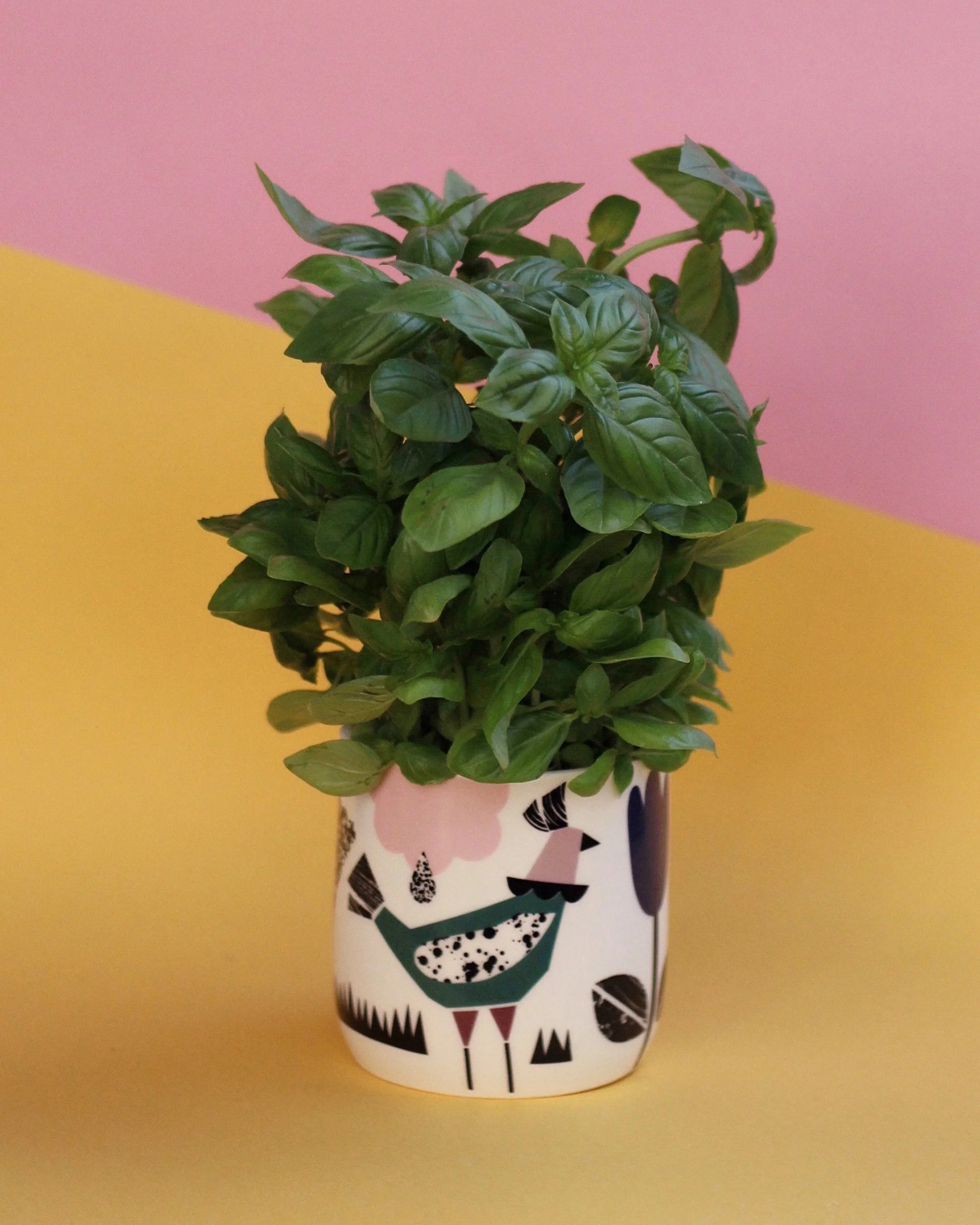 A potted plant in a ceramic jar with green leaves on a colorful background with pink and yellow sections.