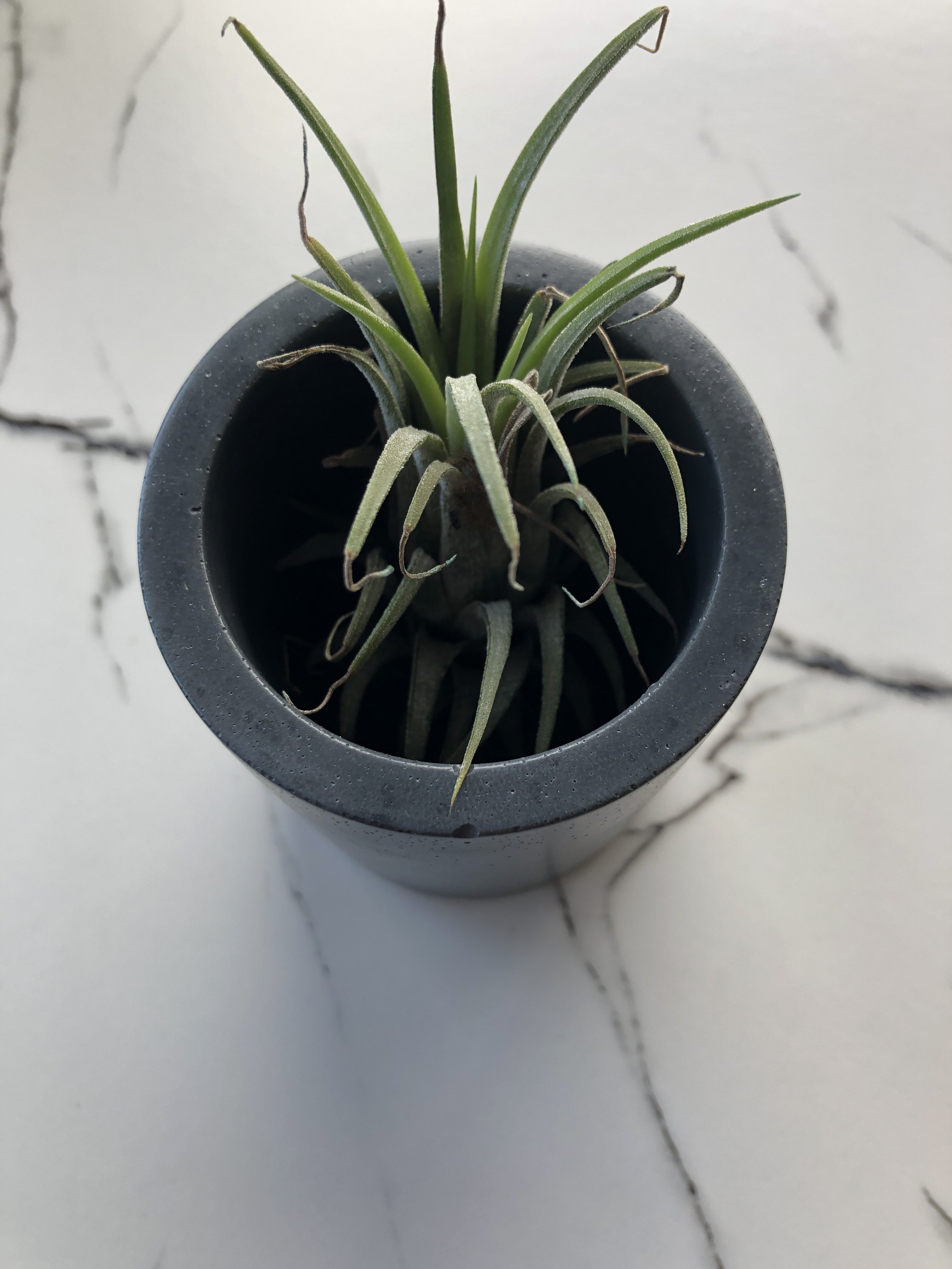 concrete cylinder + airplant