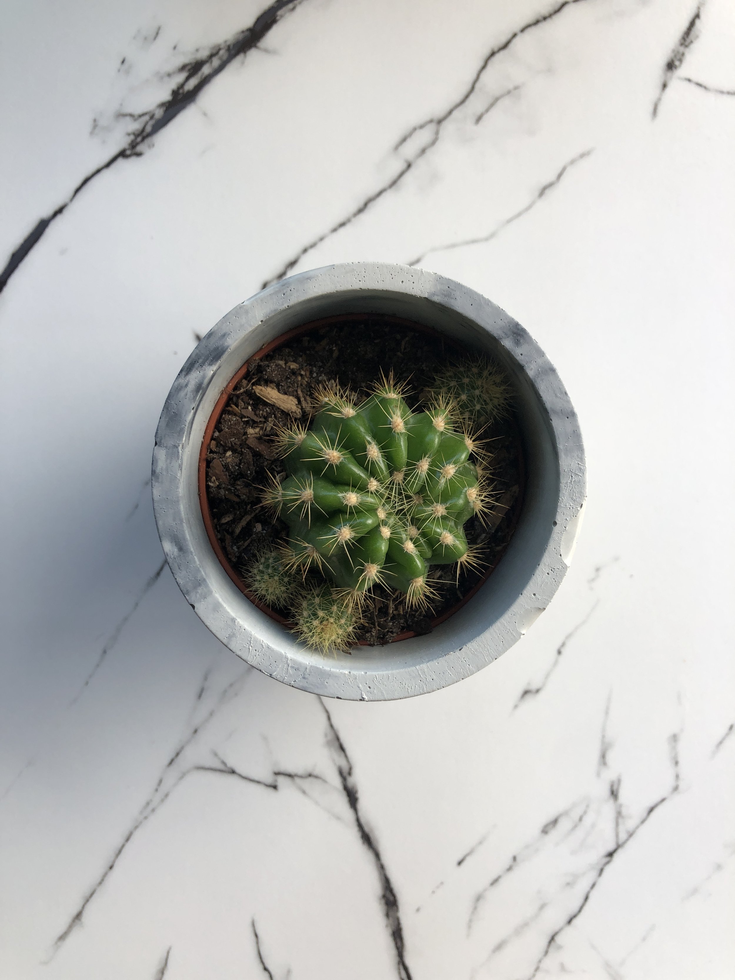 concrete cylinder + cactus