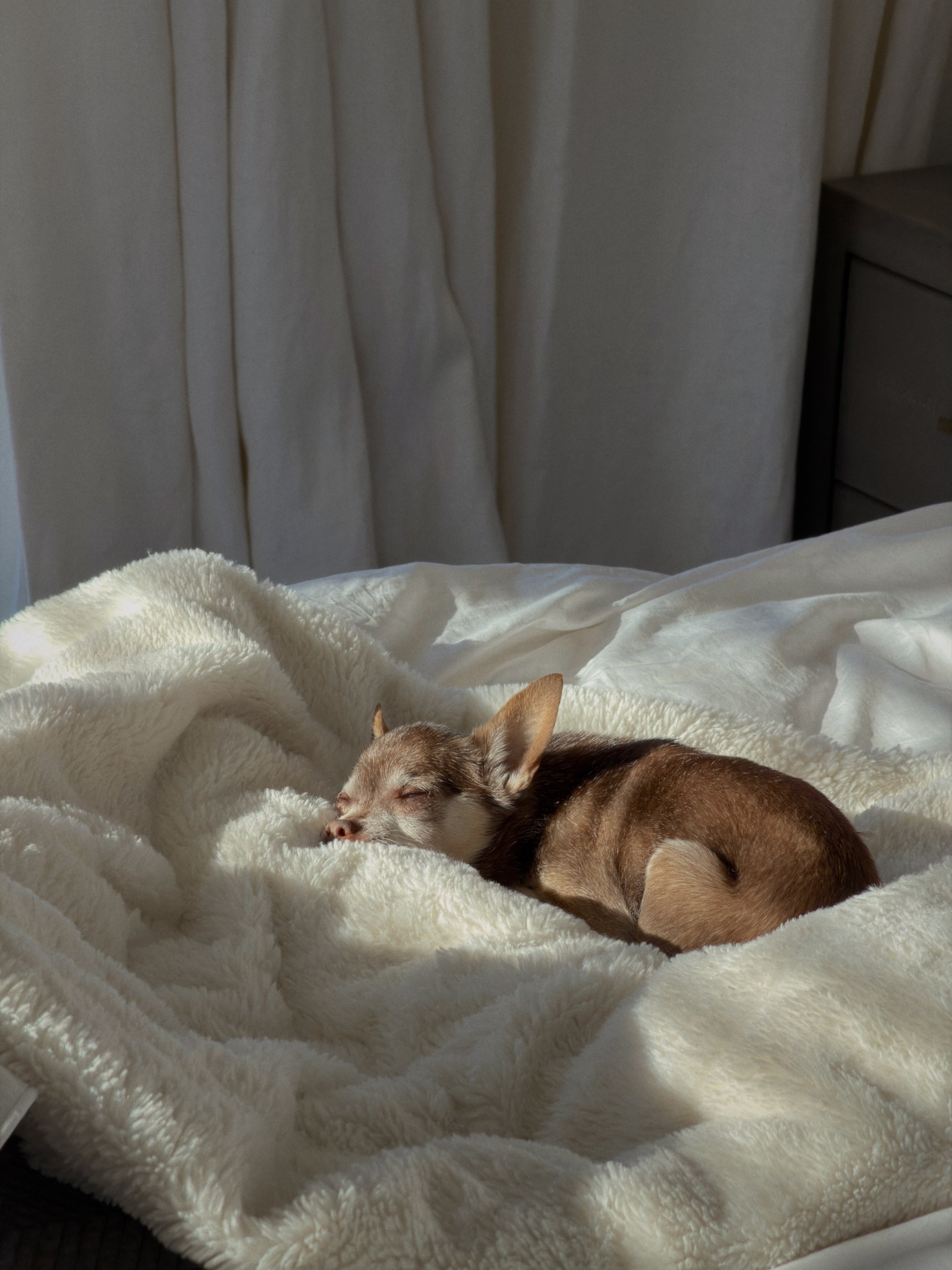tonight we said goodbye to our first baby girl

before we became parents, there was eve. for fifteen years, she was the constant through every chapter of our lives, the only witness to the entire story.

as age slowly took her sight, her hearing, and