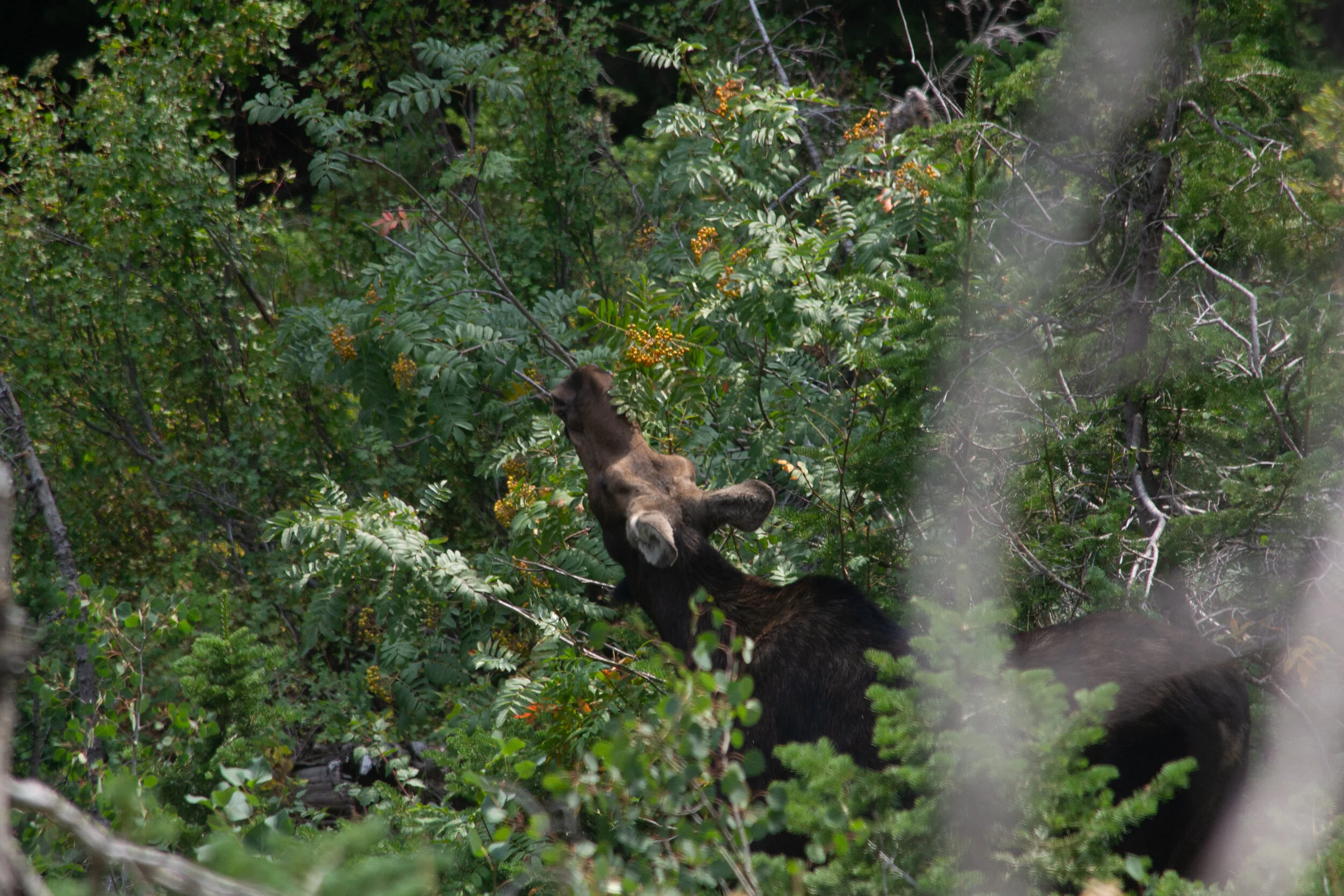 moose-wy-2.jpg