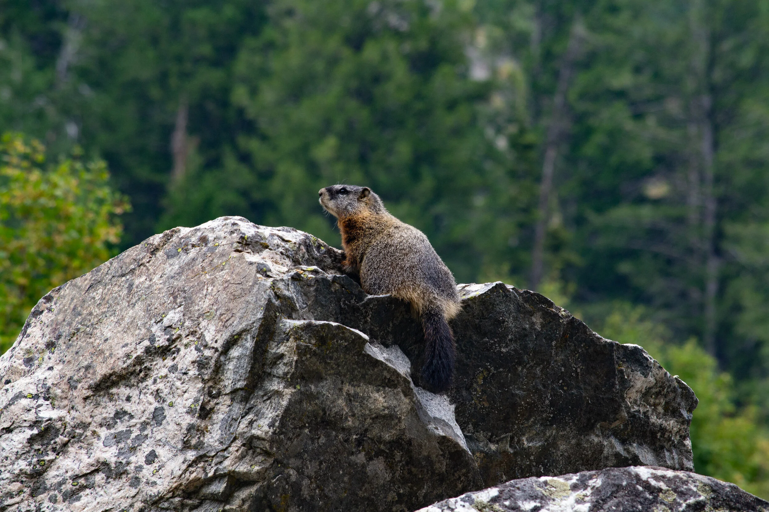 wildlife-wy.jpg