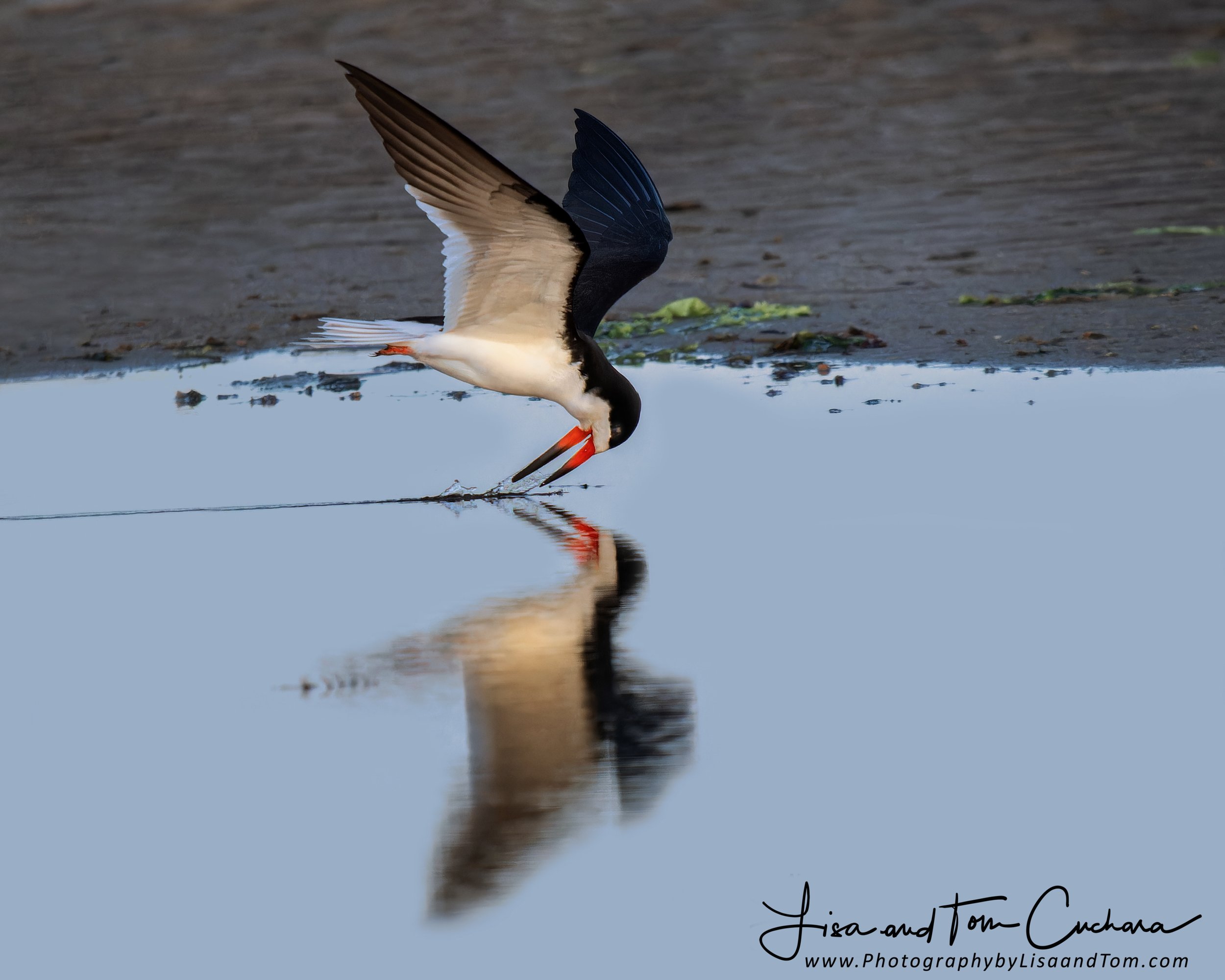 skimmer 3931w_060423_050834_OM1L-937-ORF_DxO_DeepPRIMEXD.JPG