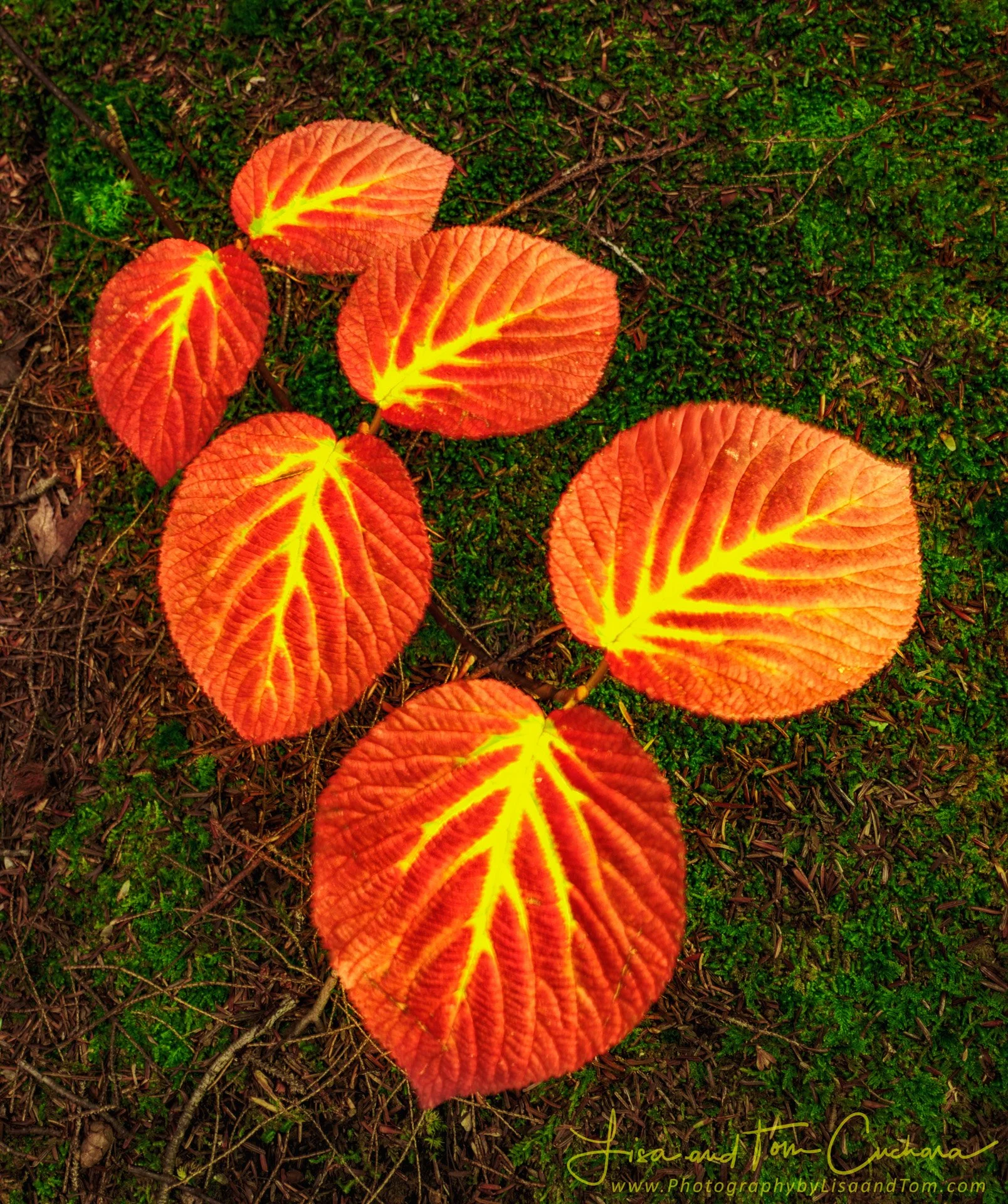 81907w_101021_113530_EM1M3L768 copy.jpeg