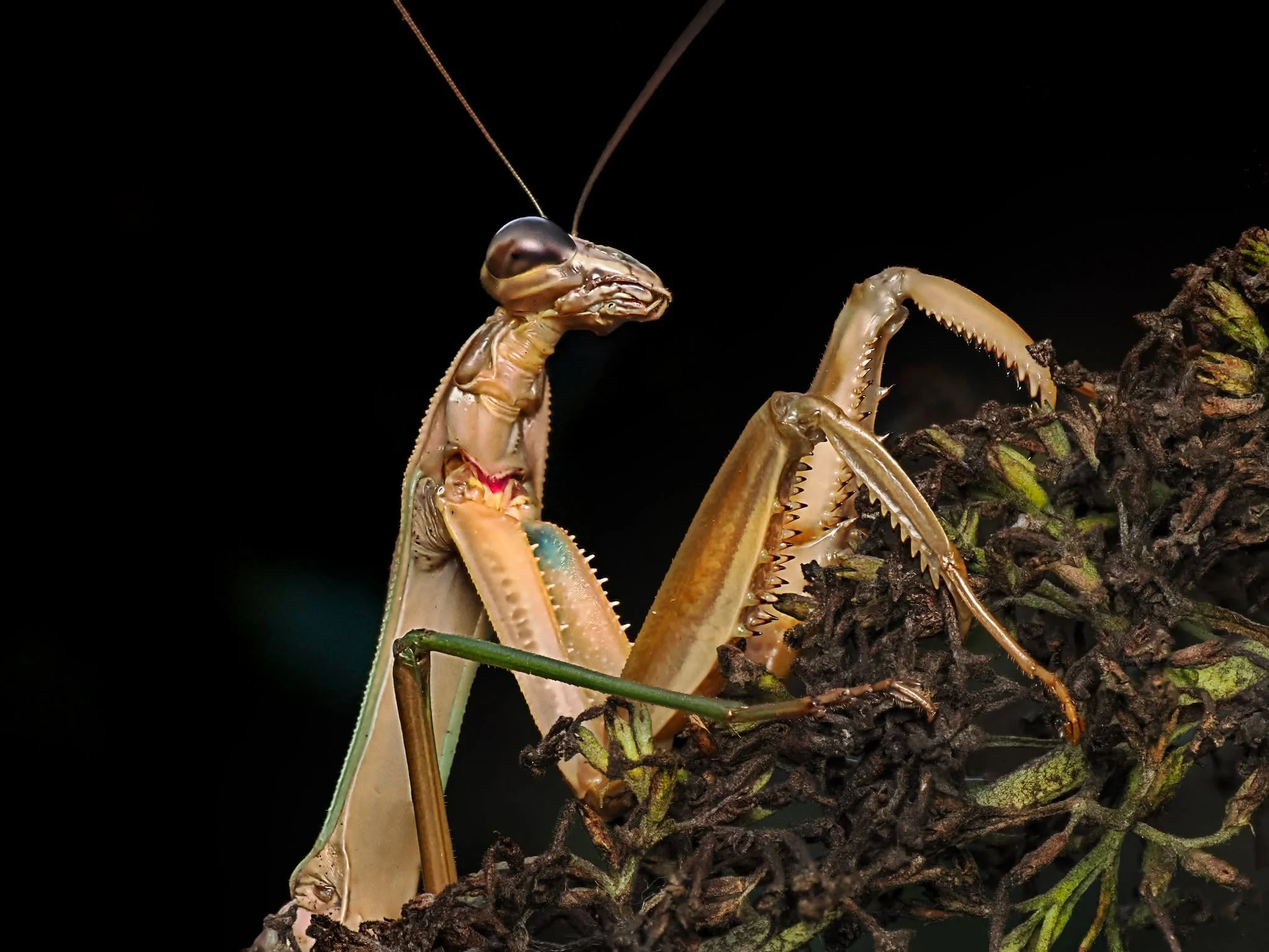 Praying Mantis

Photographed, handheld, focus stacked in-camera, 10 stacks, using the @omsystem.cameras  M.Zuiko Digital ED 90mm F3.5 Macro IS PRO lens on the @omsystem.cameras OM1 mark II camera with the OM SYSTEM fl700wr flash (reduced power) with 