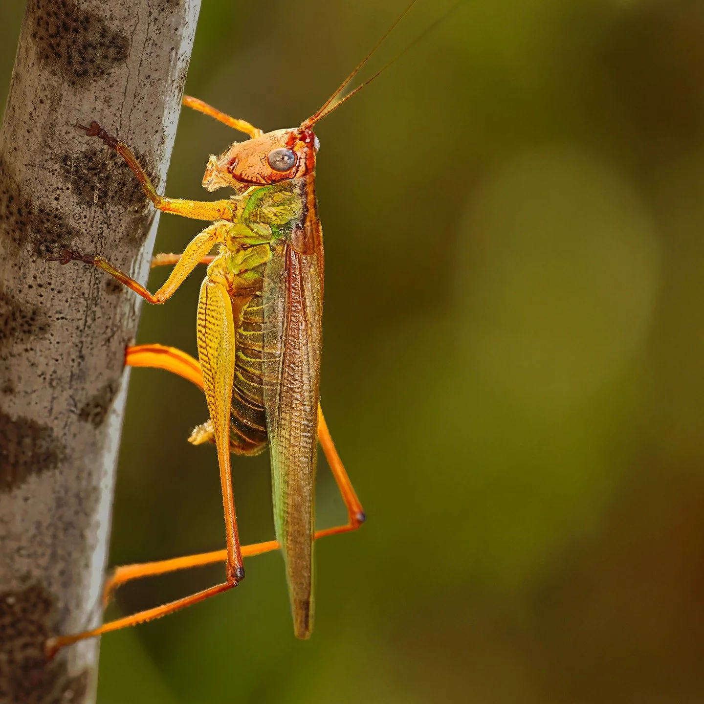 Handsome meadow Katydid.

photographed with the @omsystem.cameras M.Zuiko Digital ED 90mm F3.5 Macro IS PRO on the OM-1 mark II with the FL700wr flash diffused by the @ak_diffuser. 

Handheld, in-camera focus stacking.

#lisatomphotos #seetheunseen #