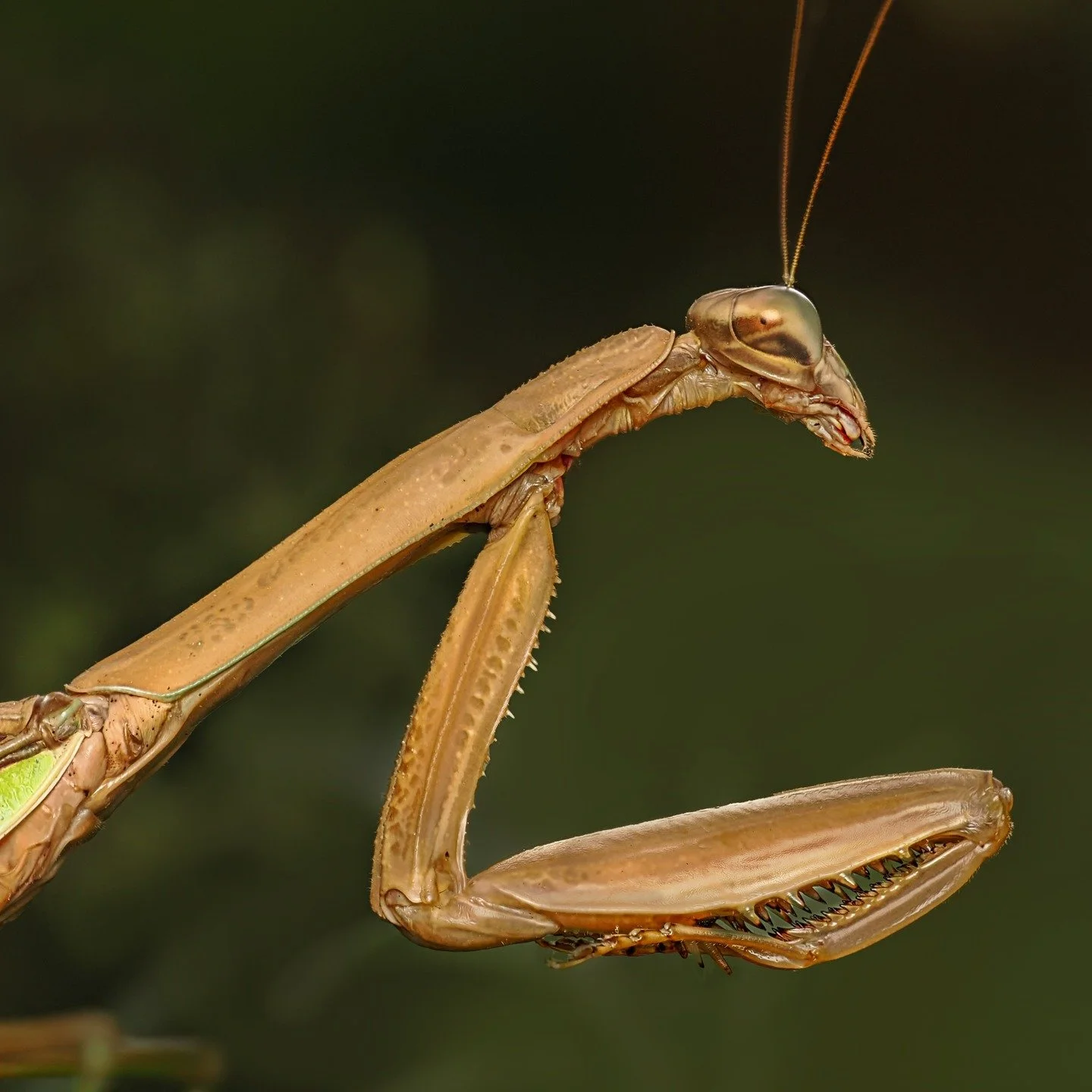 Praying Mantis

Photographed, handheld, focus stacked in-camera, 10 stacks, using the @omsystem.cameras M.Zuiko Digital ED 90mm F3.5 Macro IS PRO lens on the @omsystem.cameras OM1 mark II camera with the OM SYSTEM fl700wr flash (reduced power) with t