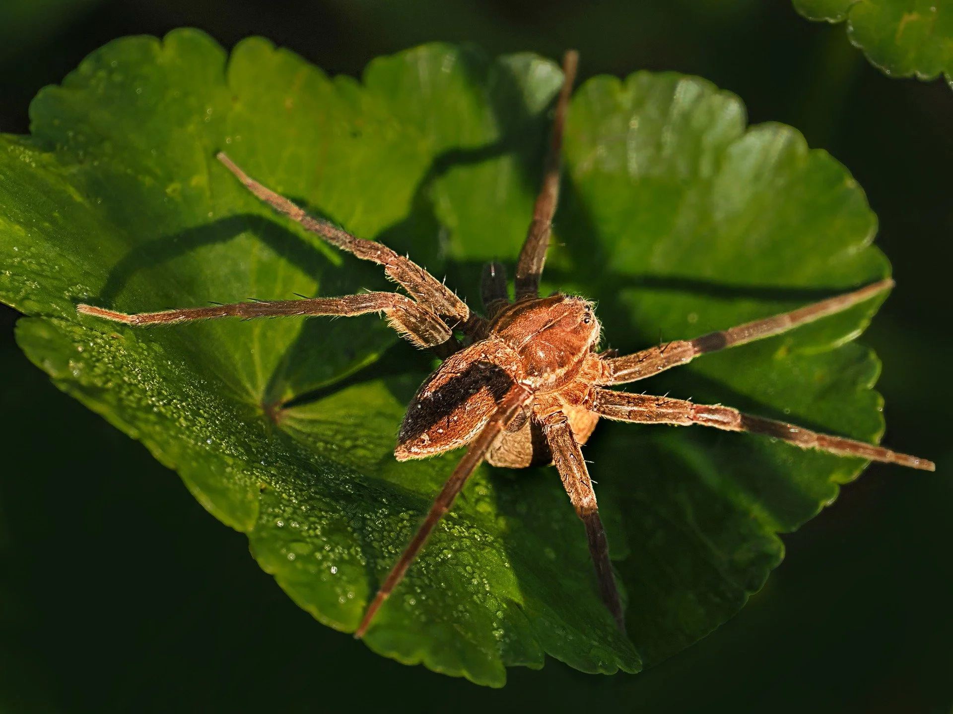 Fishing spider, aka nursery spider.

Typically, we want the spider facing us rather than facing away. But I had to take this as (1) I loved her leg shadows and (2) she was sitting on a large egg sack.

Spotted orbweaver spider, photographed with the 