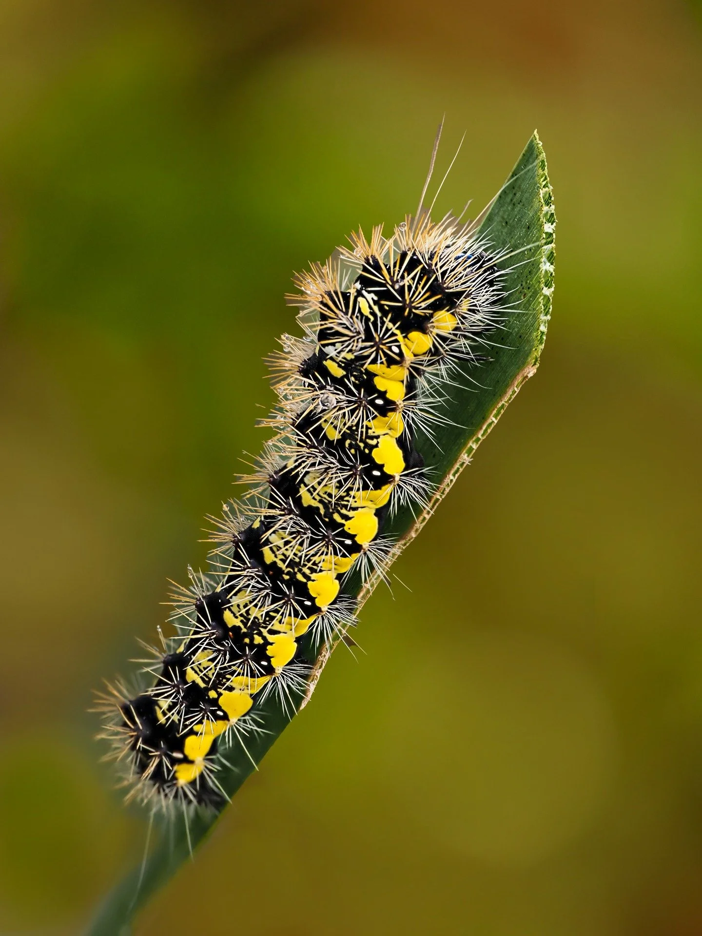 Neighbor Moth caterpillar, photographed with the @omsystem.cameras M.Zuiko Digital ED 90mm F3.5 Macro IS PRO on the OM-1 mark II with the FL700wr flash diffused by the @ak_diffuser. 

Handheld, in-camera focus stacking.

#lisatomphotos #seetheunseen 