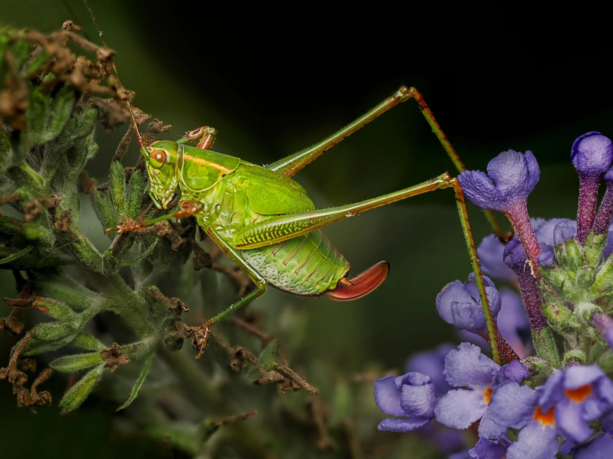 Katydid

Photographed, handheld, focus stacked in-camera, 10 stacks, using the @omsystem.cameras  M.Zuiko Digital ED 90mm F3.5 Macro IS PRO lens on the @omsystem.cameras OM1 mark II camera with the OM SYSTEM fl700wr flash (reduced power) with the @ak