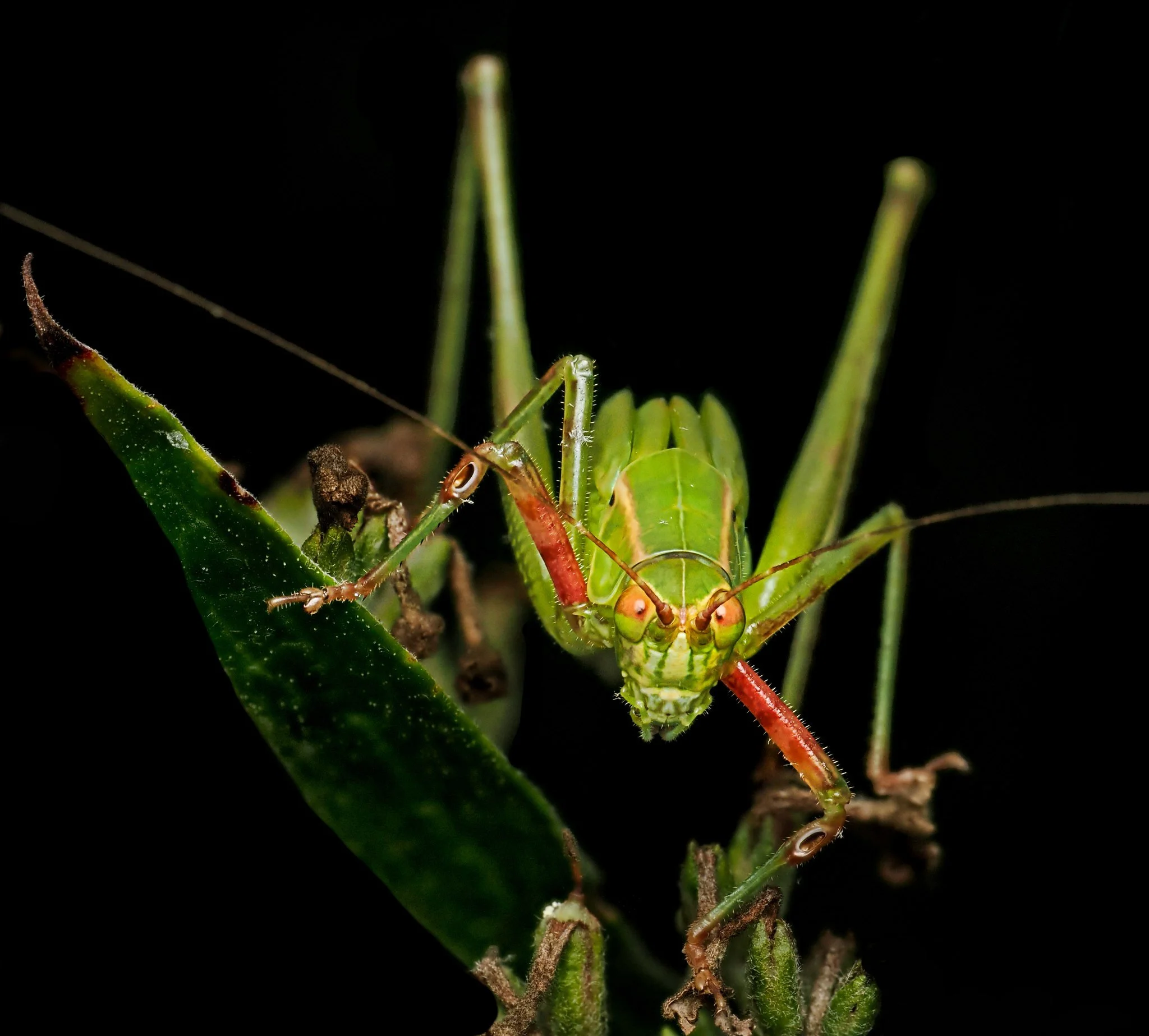 Katydid, she looks like a villain in a cartoon here with this pose, LOL

Katydid, she looks like a villain in a cartoon here stacks, using the @omsystem.cameras  M.Zuiko Digital ED 90mm F3.5 Macro IS PRO lens on the @omsystem.cameras OM1 mark II came