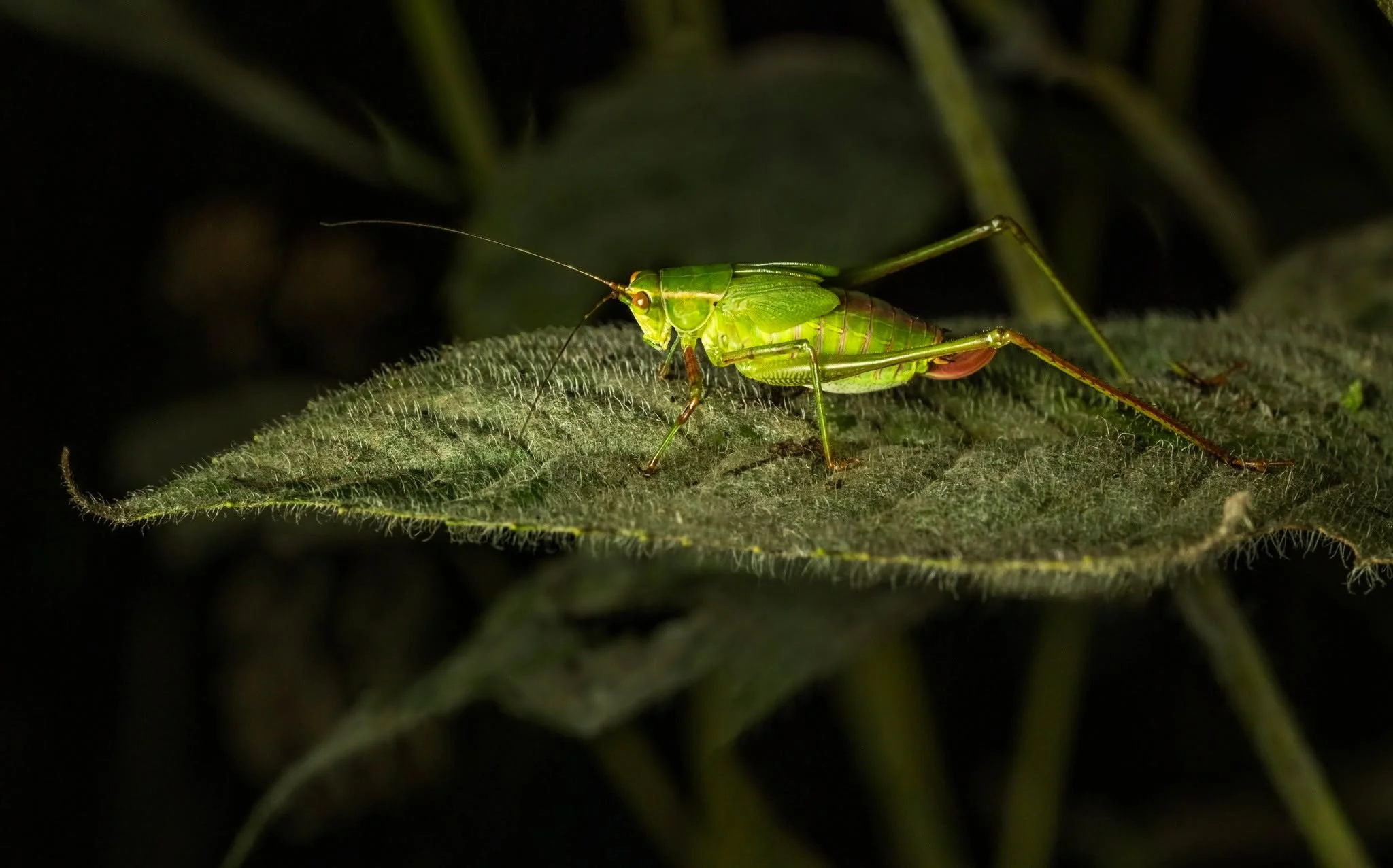Katydid
2X macro, 5 verticals stitched

Photographed, focus stacked in-camera, handheld, using the @omsystem.cameras  M.Zuiko Digital ED 90mm F3.5 Macro IS PRO lens on the @omsystem.cameras OM1 mark II camera with the OM SYSTEM fl700wr flash (reduced