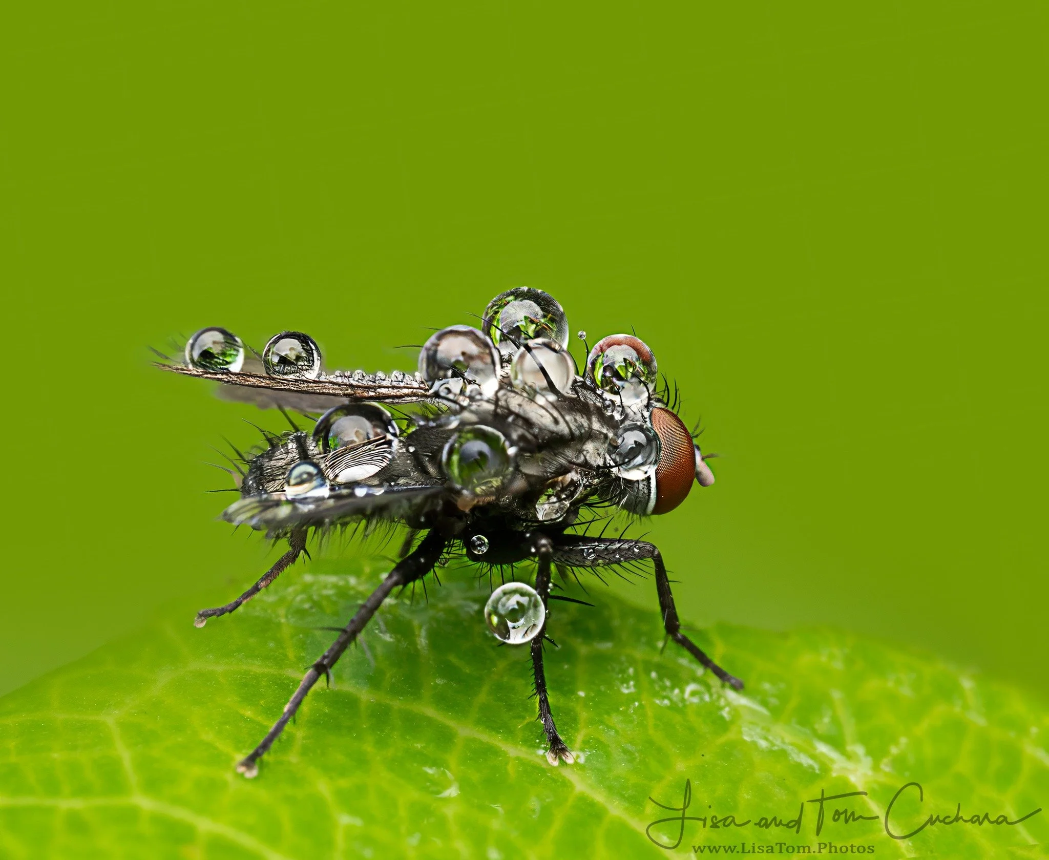 Fly with morning dew.

Taken, handheld, with the M.Zuiko Digital ED 90mm F3.5 Macro IS PRO on the OM-1 mark II

f16, single image 1/80 

AK Diffuser on the fl700wr flash

@omsystem.cameras OM System Tom Cuchara Lisa Cuchara LisaTom.Photos #lisatompho