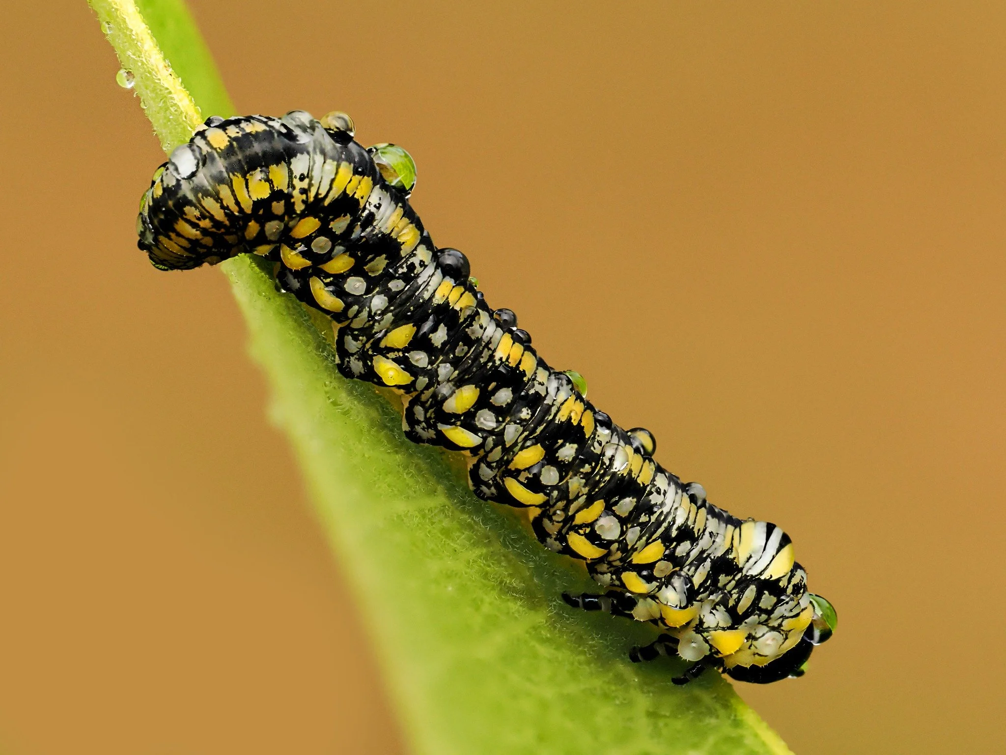 White pine sawfly caterpillar

Taken, handheld, with the M.Zuiko Digital ED 90mm F3.5 Macro IS PRO on the OM-1 mark II with the @ak_diffuser  AK Diffuser  on the fl700wr flash. 

f10, focus stacked in-camera, 10 stacks, 1/100

@omsystem.cameras  OM S