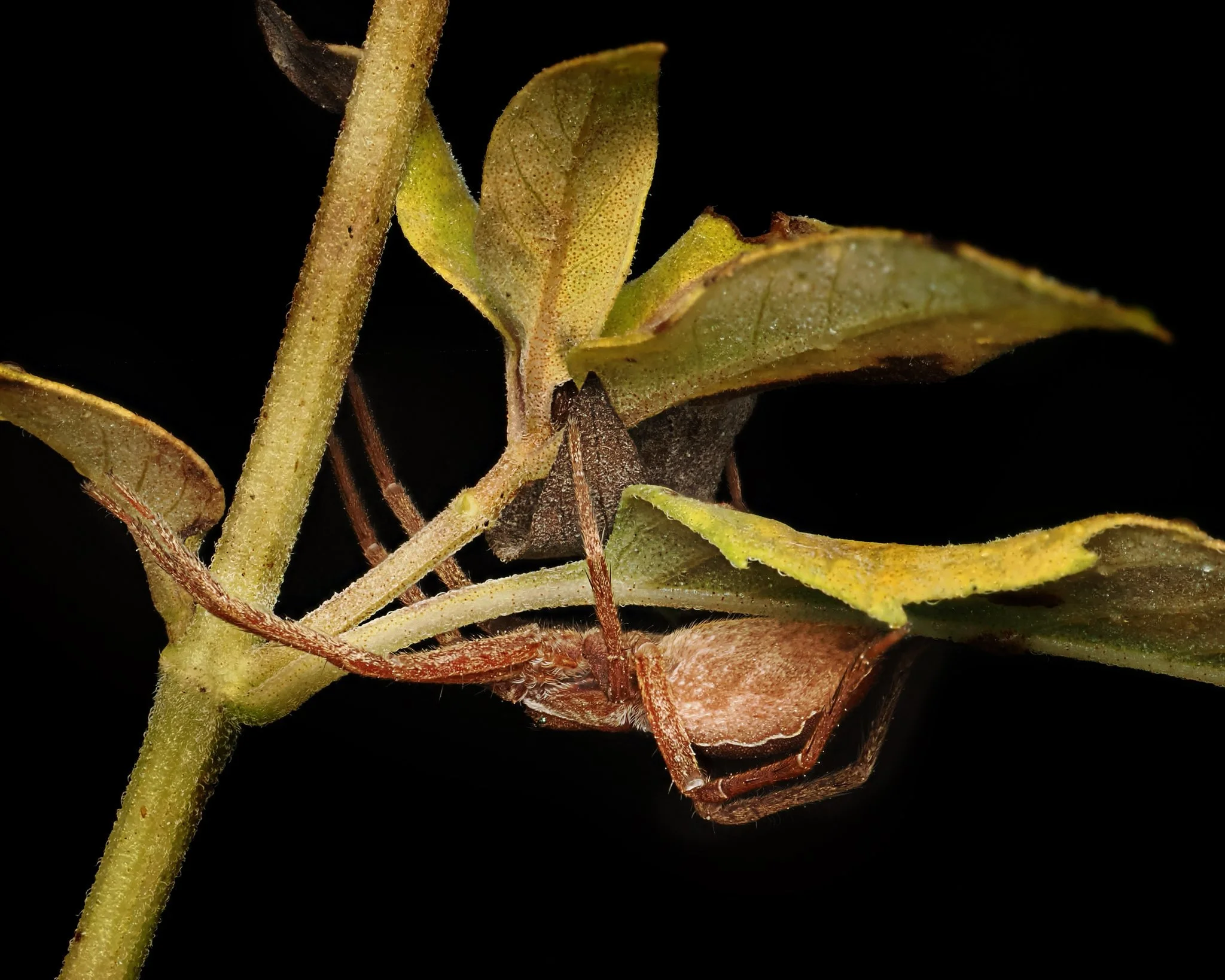 Nursery web spider, ambush mode under the leaf...

Taken, handheld, with the OM System M.Zuiko Digital ED 90mm F3.5 Macro IS PRO on the OM-1 mark II with the @AKdiffuser on the fl700wr flash

f10,  1/100, 400 ISO, 8 images, stacked in Helicon Focus

