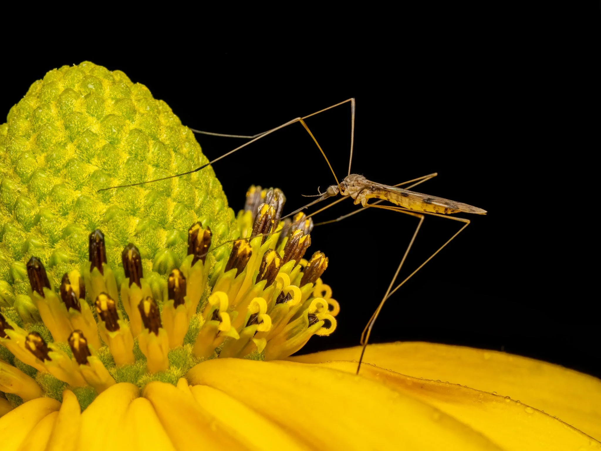 Crane Fly
Taken, handheld, with the M.Zuiko Digital ED 90mm F3.5 Macro IS PRO on the OM-1 mark II
f20, 1/100, single image, AK Diffuser  on the fl700wr flash

Crane flies benefit ecosystems by acting as decomposers during their larval stage, breaking